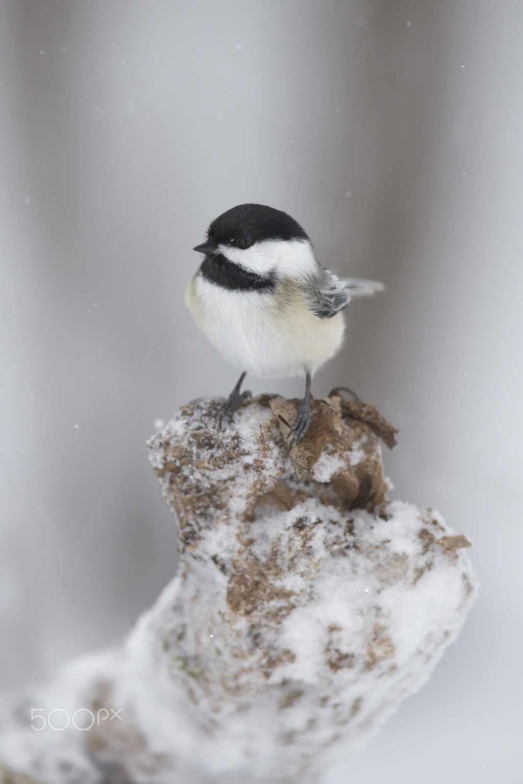 Canon EF 600mm F4L IS II USM sample photo. Black capped chickadee photography