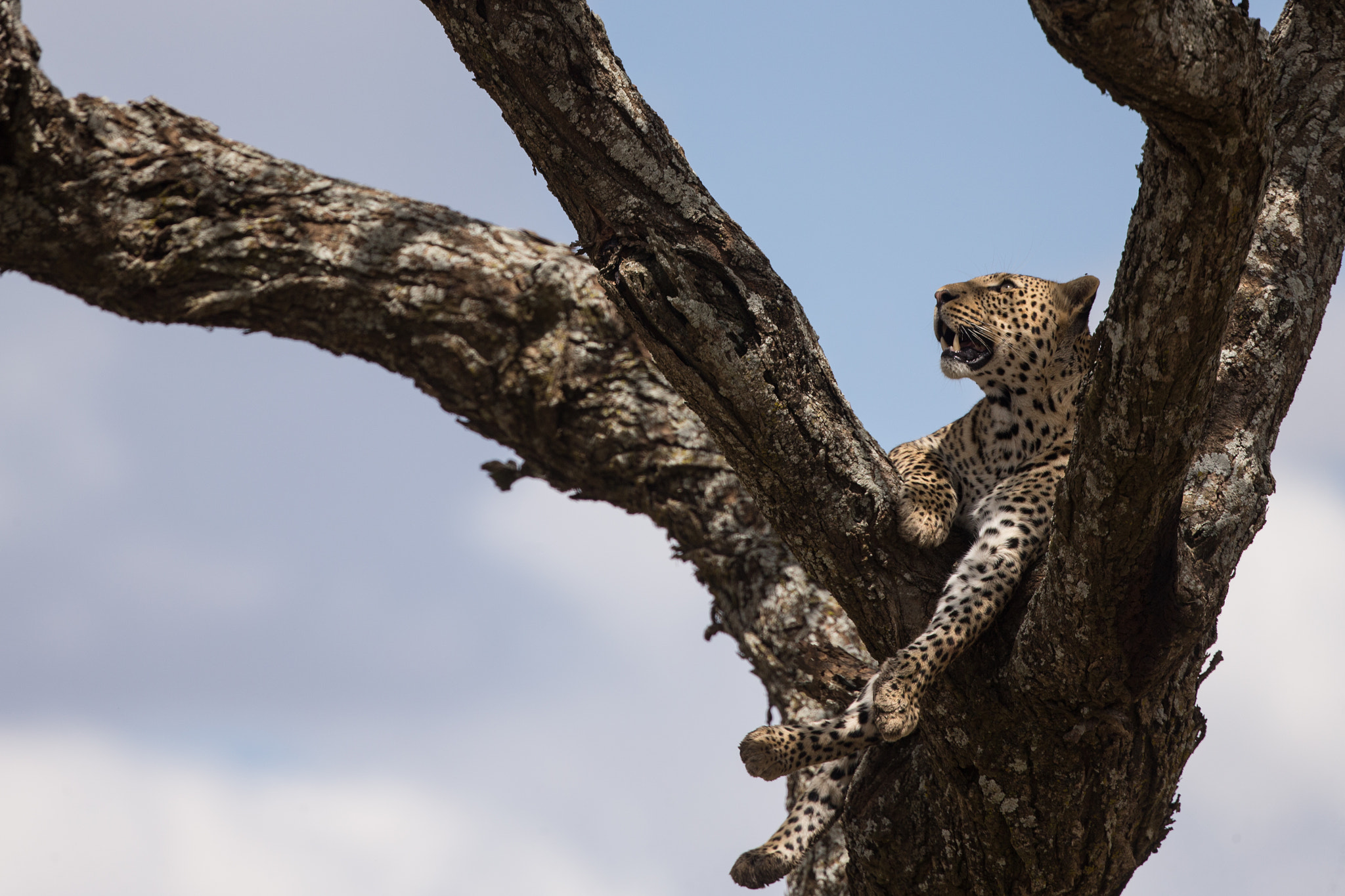 Canon EF 400mm F4 DO IS II USM sample photo. Resting leopard photography