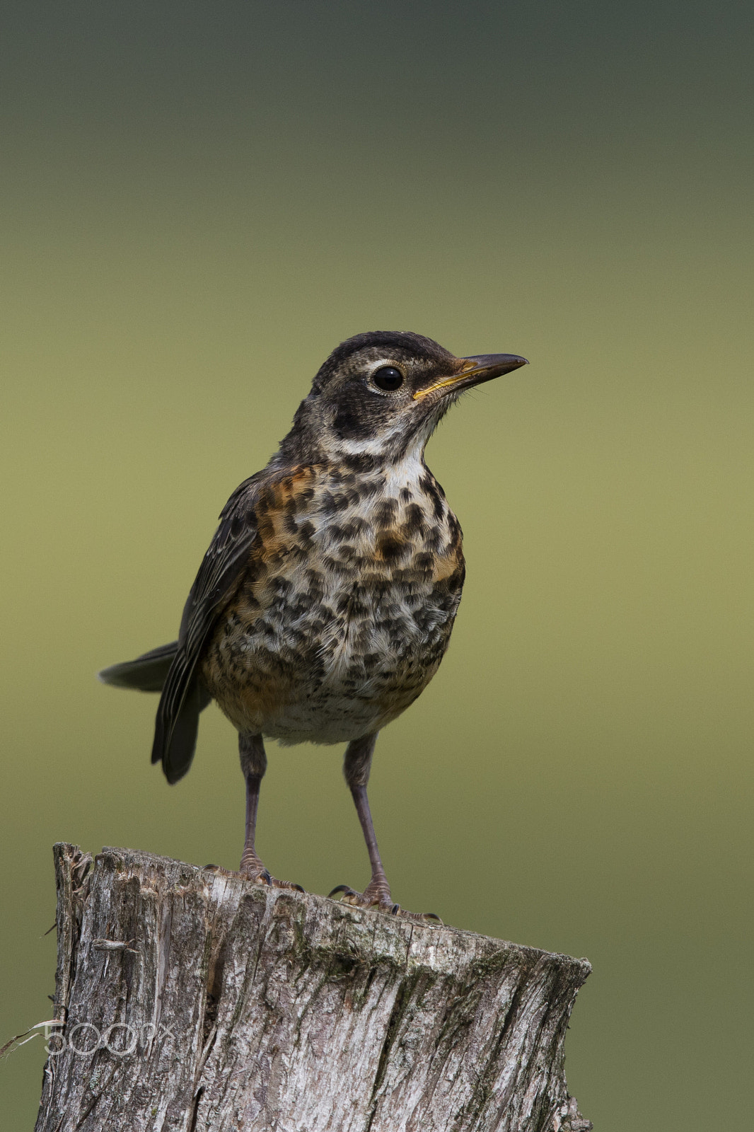 Canon EOS 5DS R + Canon EF 600mm F4L IS II USM sample photo. American robin (juvenile) photography