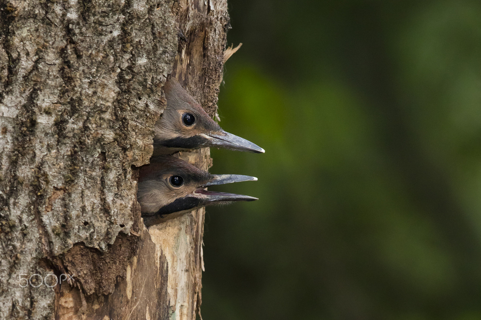 Canon EOS 5DS R + Canon EF 600mm F4L IS II USM sample photo. Northern flicker photography