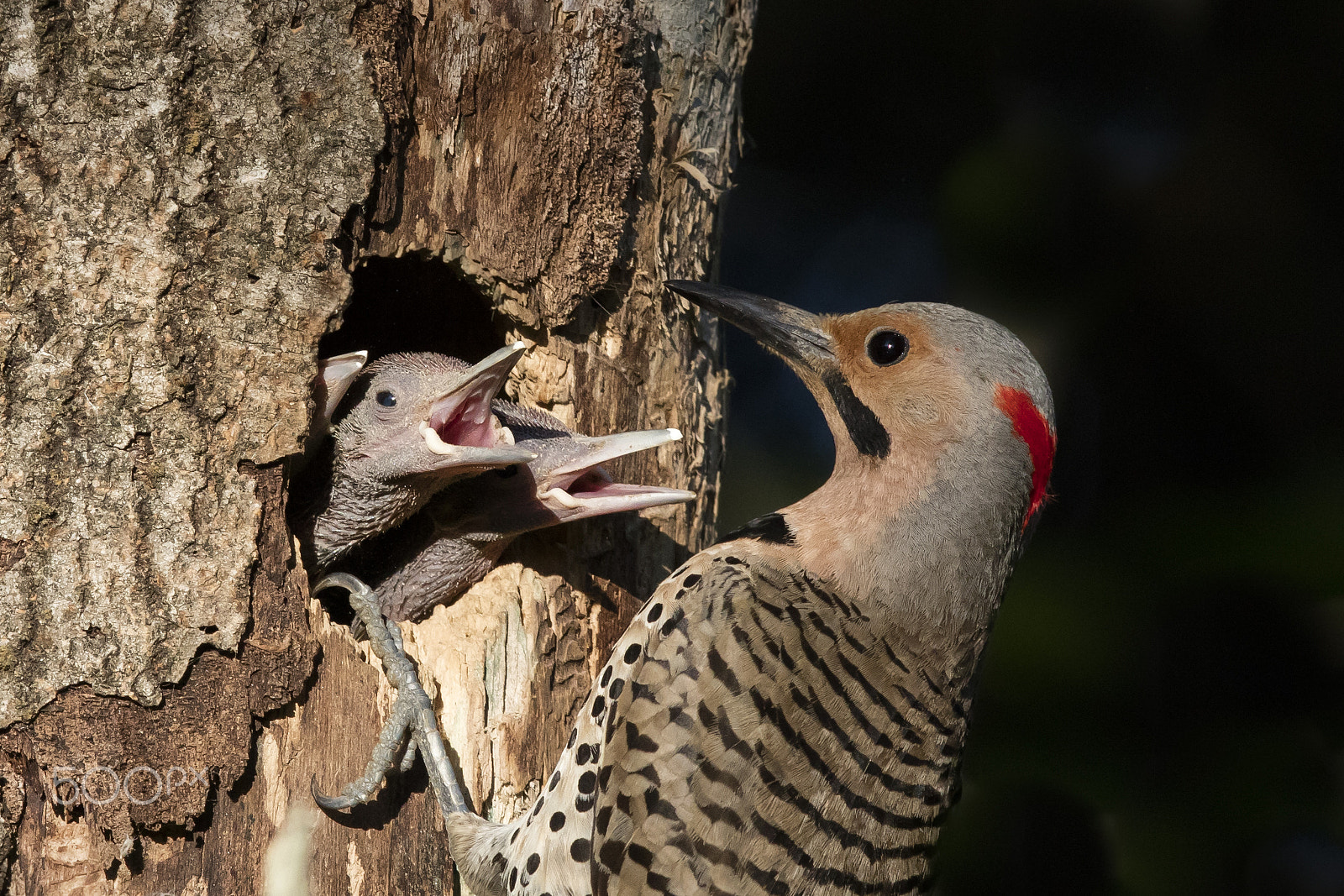 Canon EOS 5DS R + Canon EF 600mm F4L IS II USM sample photo. Northern flicker photography