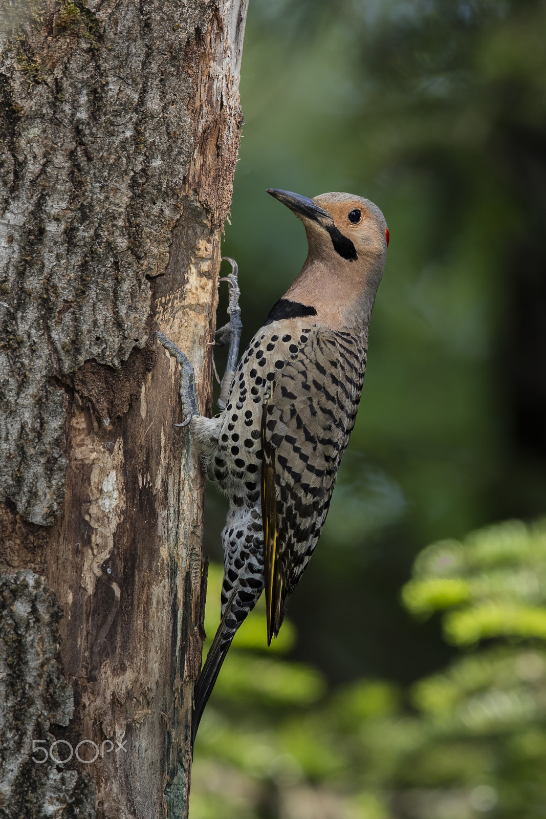 Canon EOS 5DS R + Canon EF 600mm F4L IS II USM sample photo. Northern flicker photography