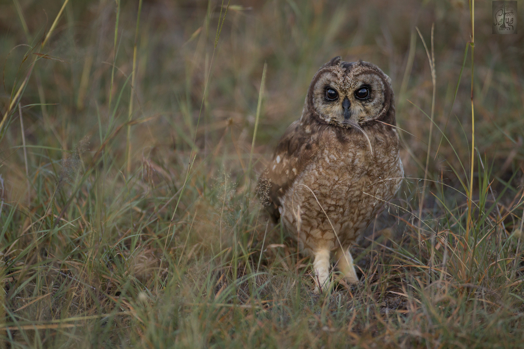 Canon EF 500mm F4L IS USM sample photo. African wood owl photography