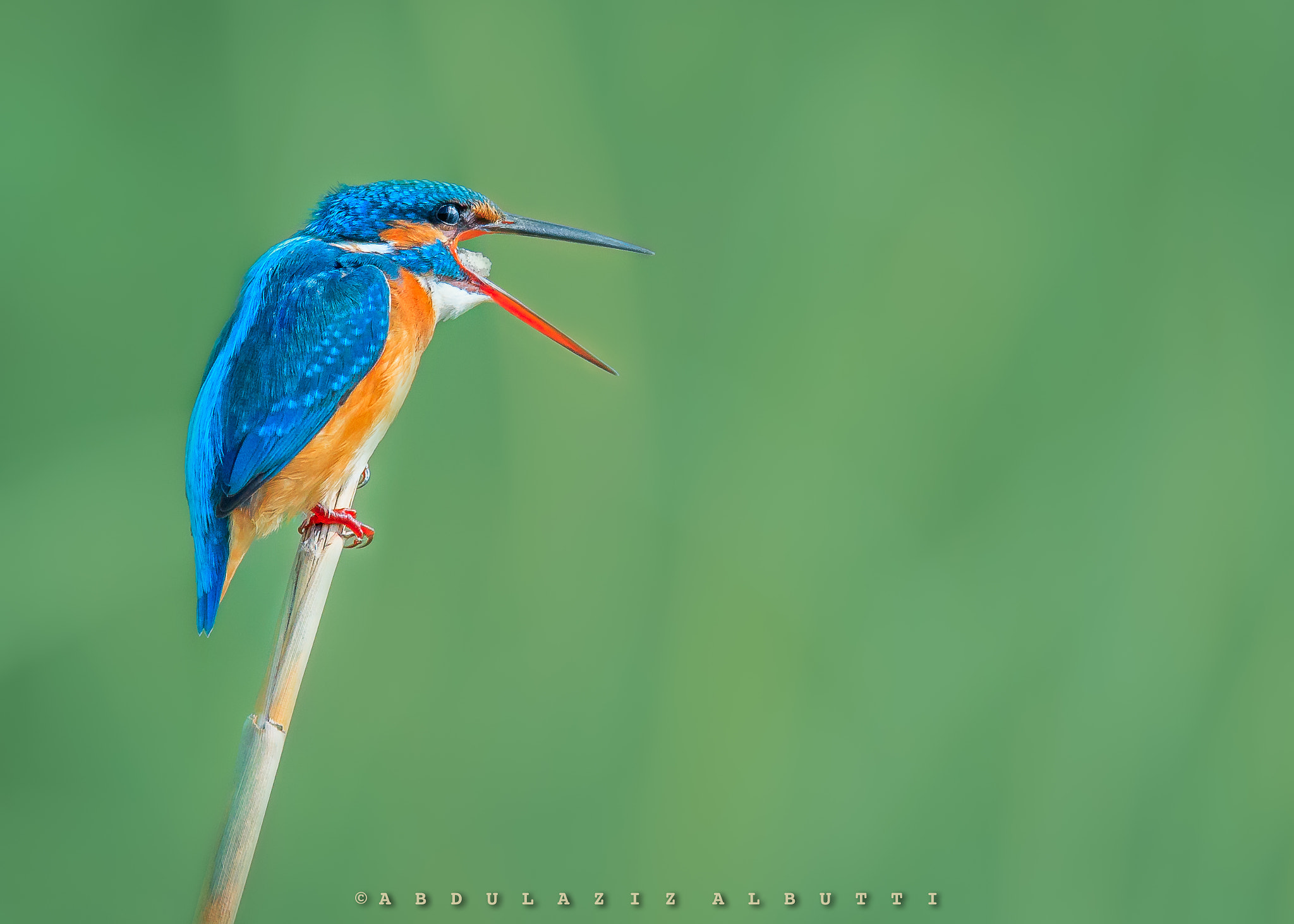Sigma 150-600mm F5-6.3 DG OS HSM | C sample photo