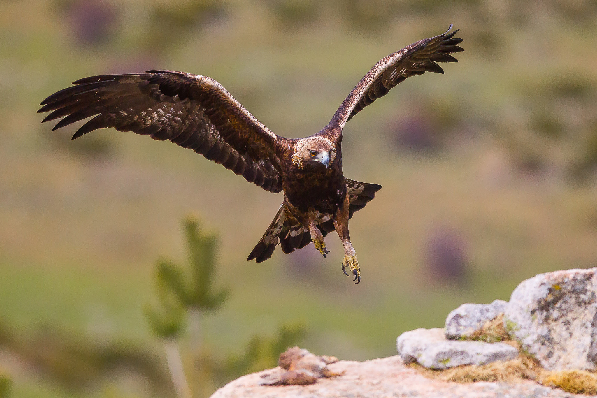 Canon EF 300mm F2.8L IS USM sample photo. Aquila reale - golden eagle photography