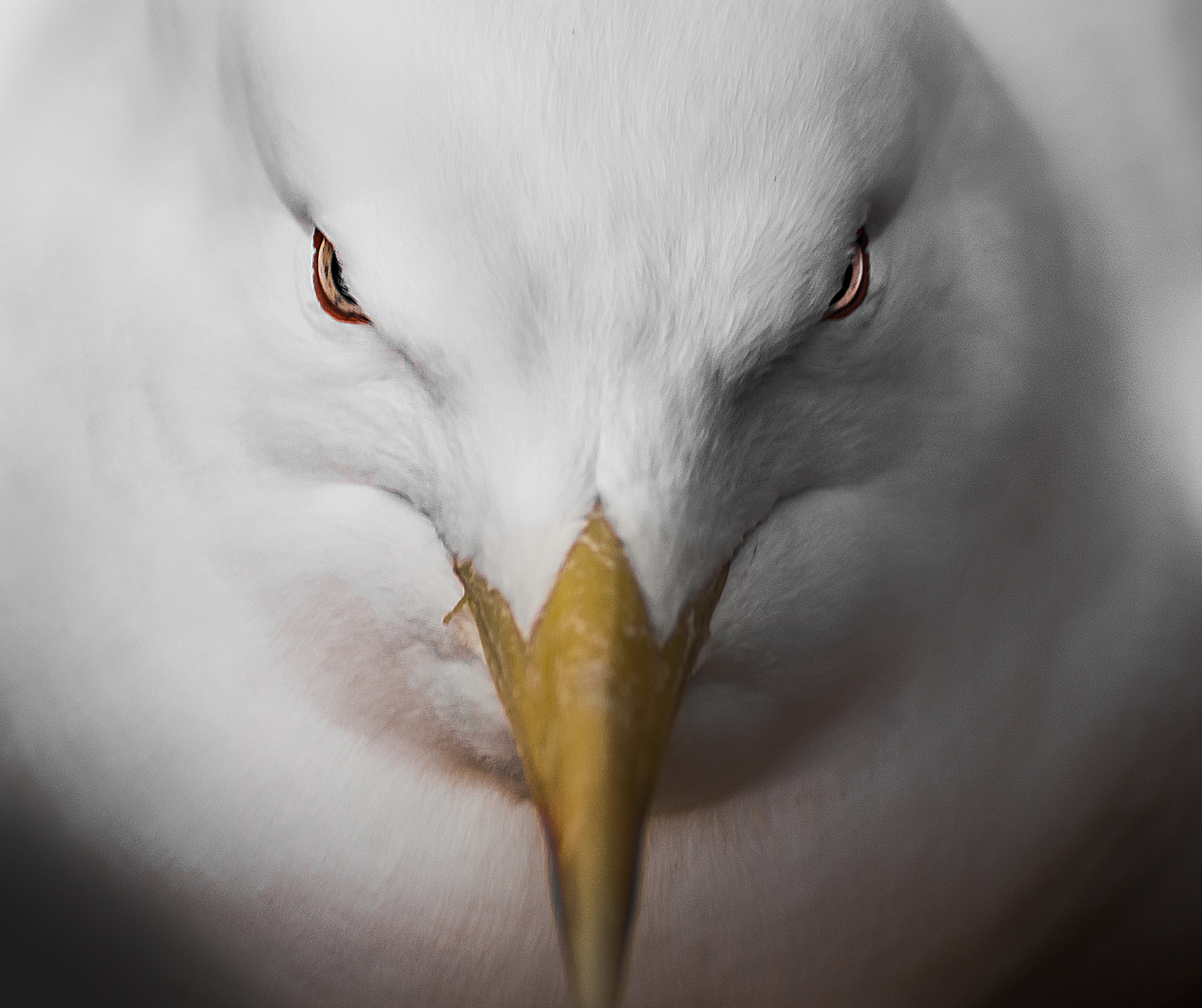 Nikon D300 sample photo. Seagull photography