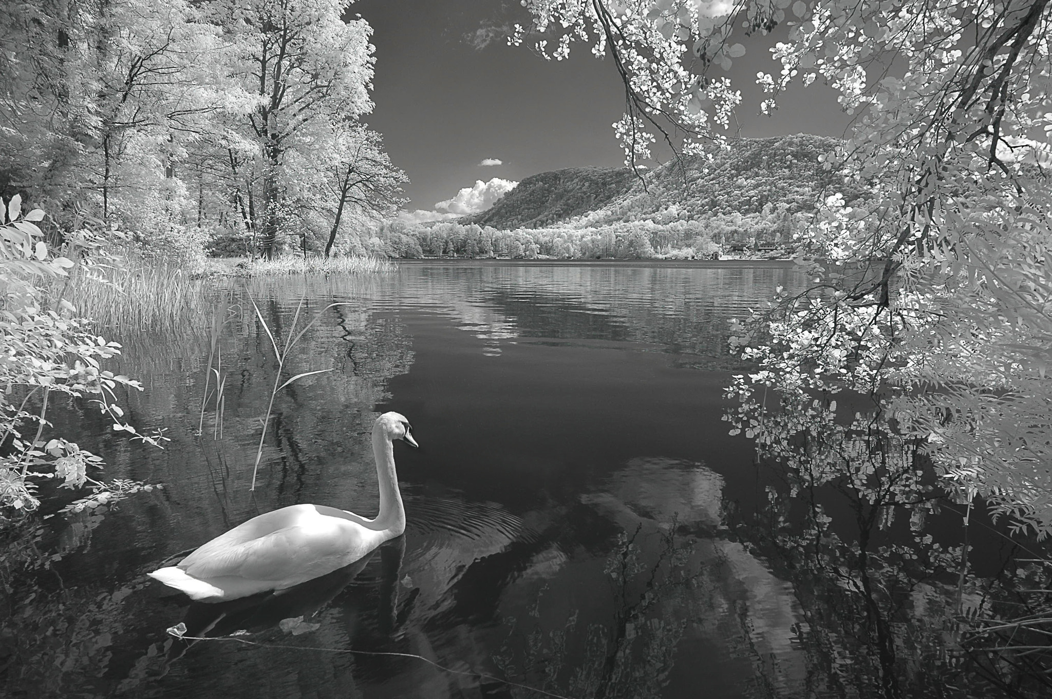 Nikon D70s sample photo. Swan in the lake photography