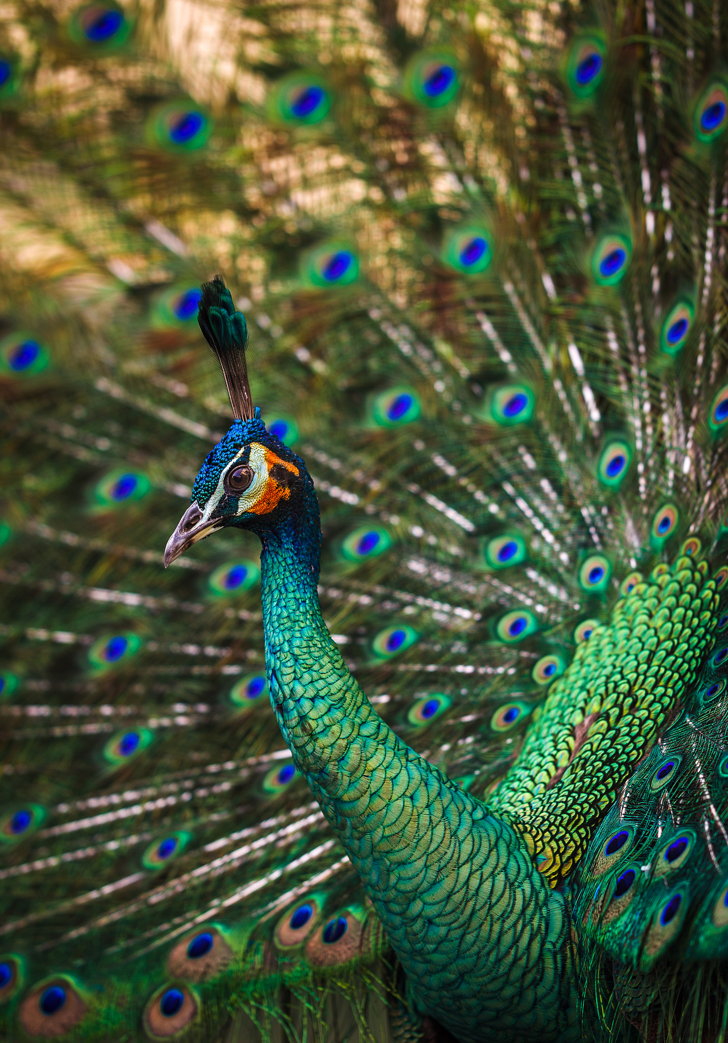 Pentax K-1 + A Series Lens sample photo. Peacock photography