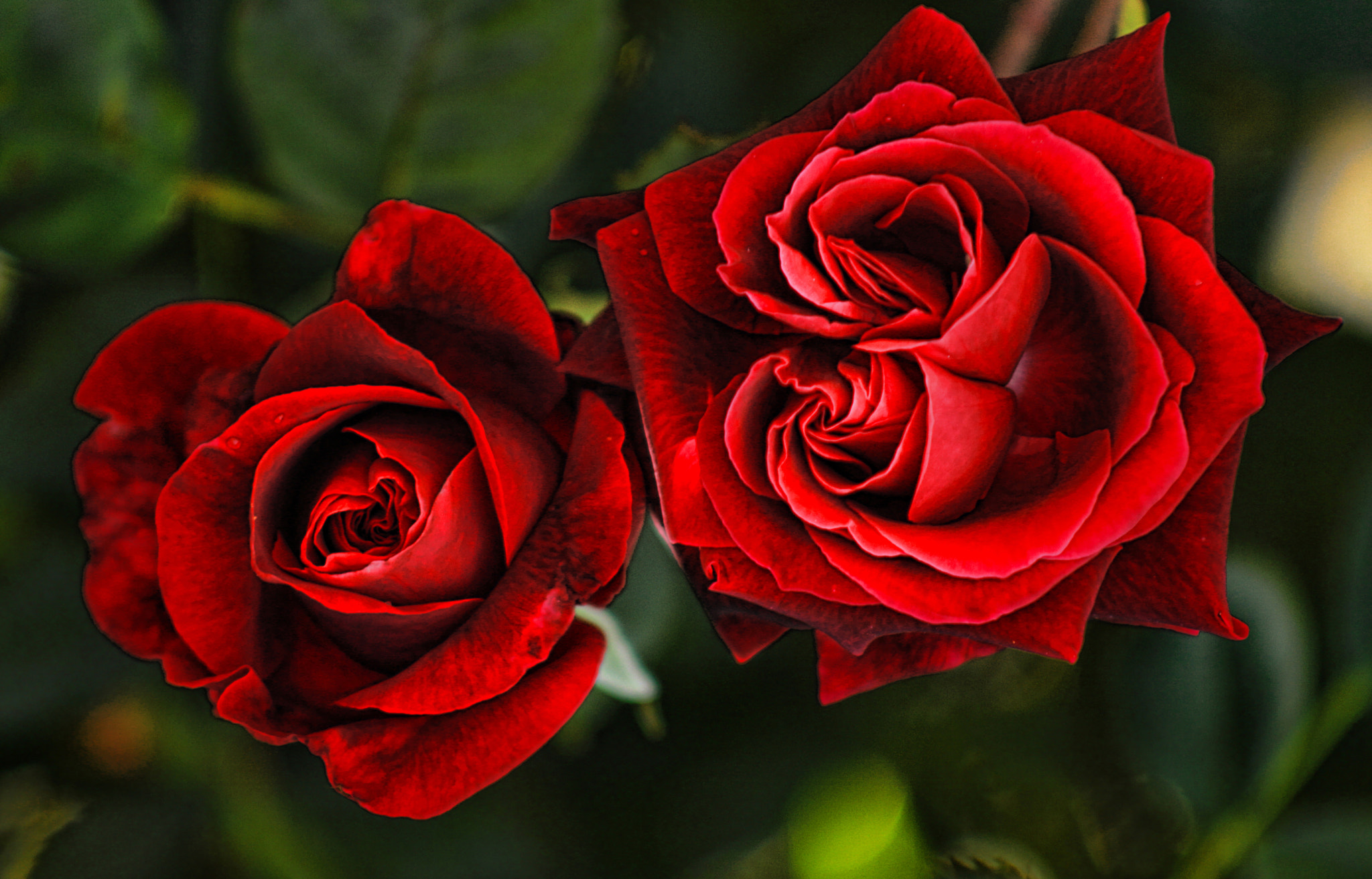 Canon EOS 750D (EOS Rebel T6i / EOS Kiss X8i) + EF75-300mm f/4-5.6 sample photo. Rustic roses photography