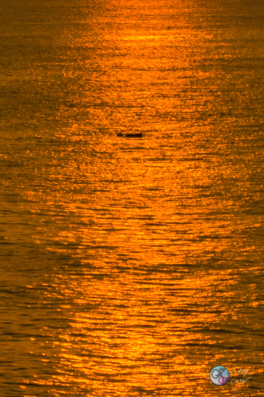 Canon EF 75-300mm f/4-5.6 USM sample photo. Diu dolphins  photography