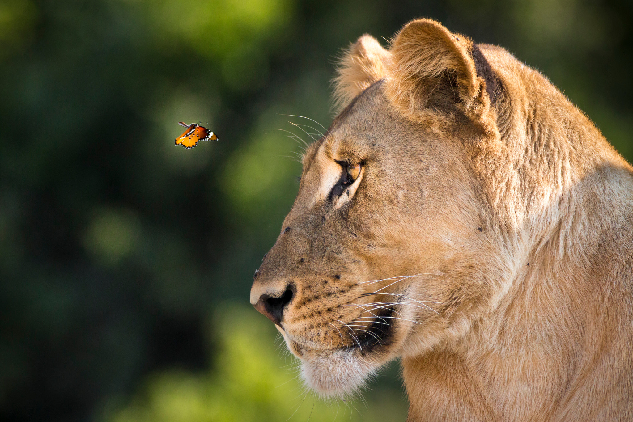 150-600mm F5-6.3 DG OS HSM | Contemporary 015 sample photo. Lion and the butterfly photography