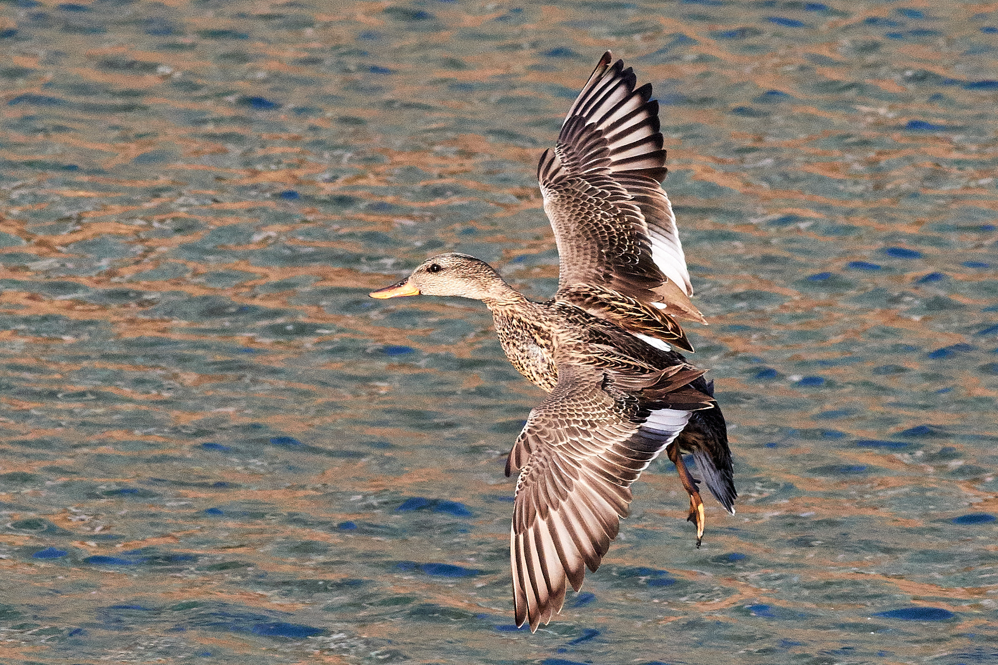 Canon EF 400mm F5.6L USM sample photo. Duck landing photography