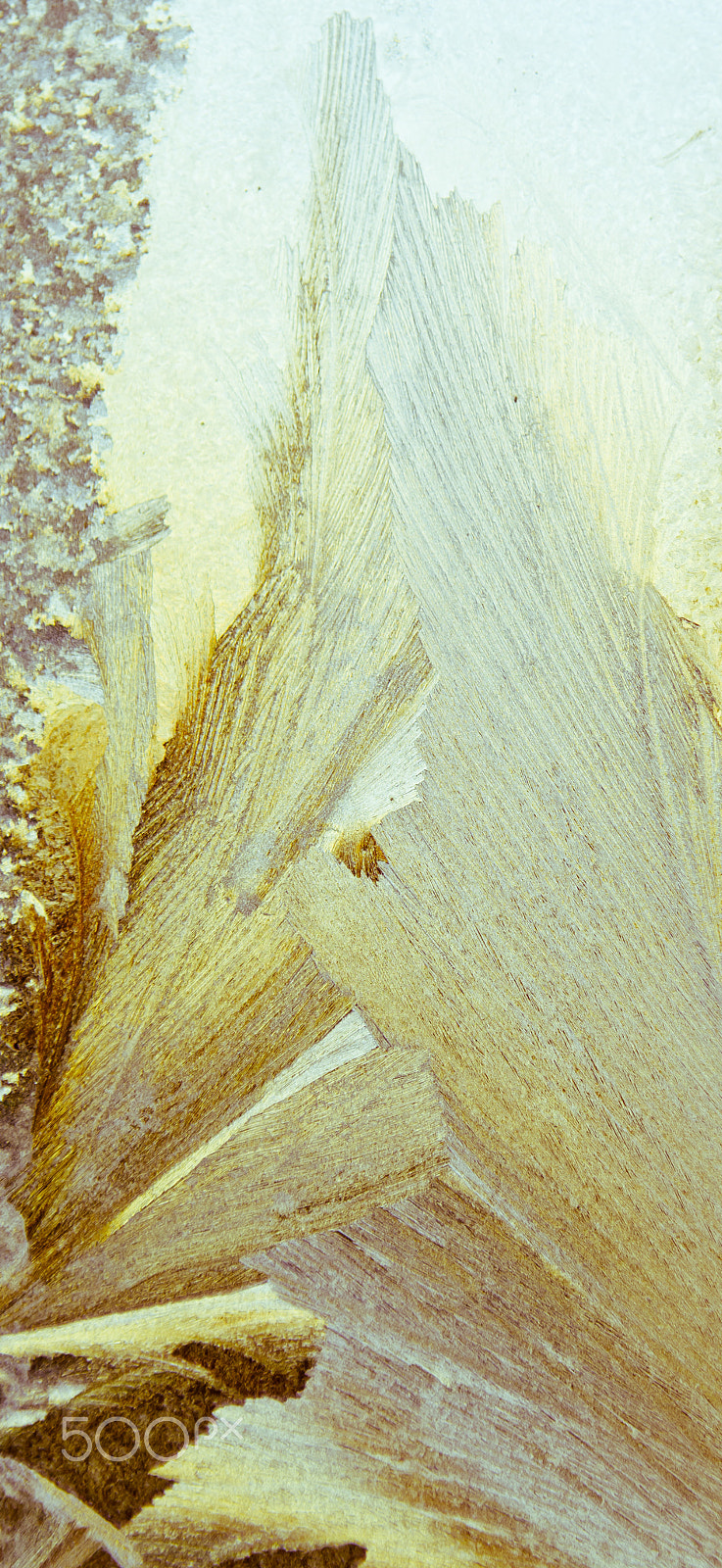 Nikon D2X sample photo. Ice flowers on frosty window glass photography