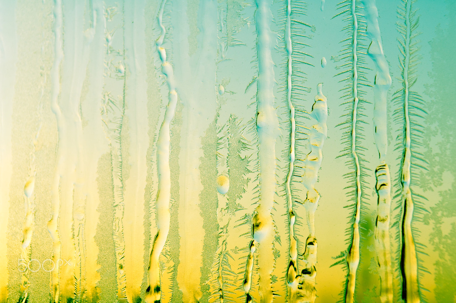 Nikon D2X sample photo. Ice flowers on frosty window glass photography