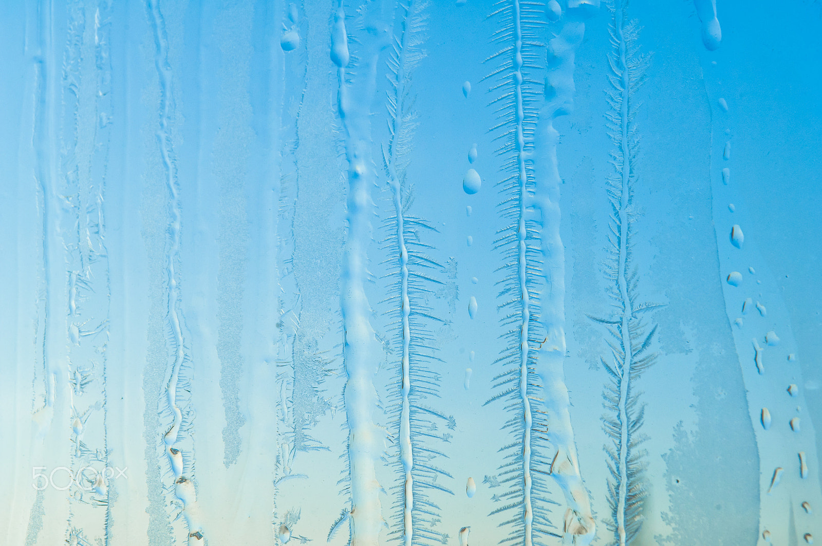 Nikon D2X sample photo. Ice flowers on frosty window glass photography