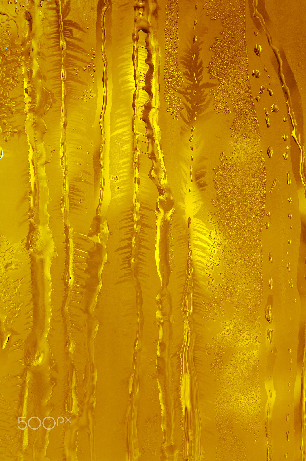 Nikon D2X sample photo. Ice flowers on frosty window glass photography