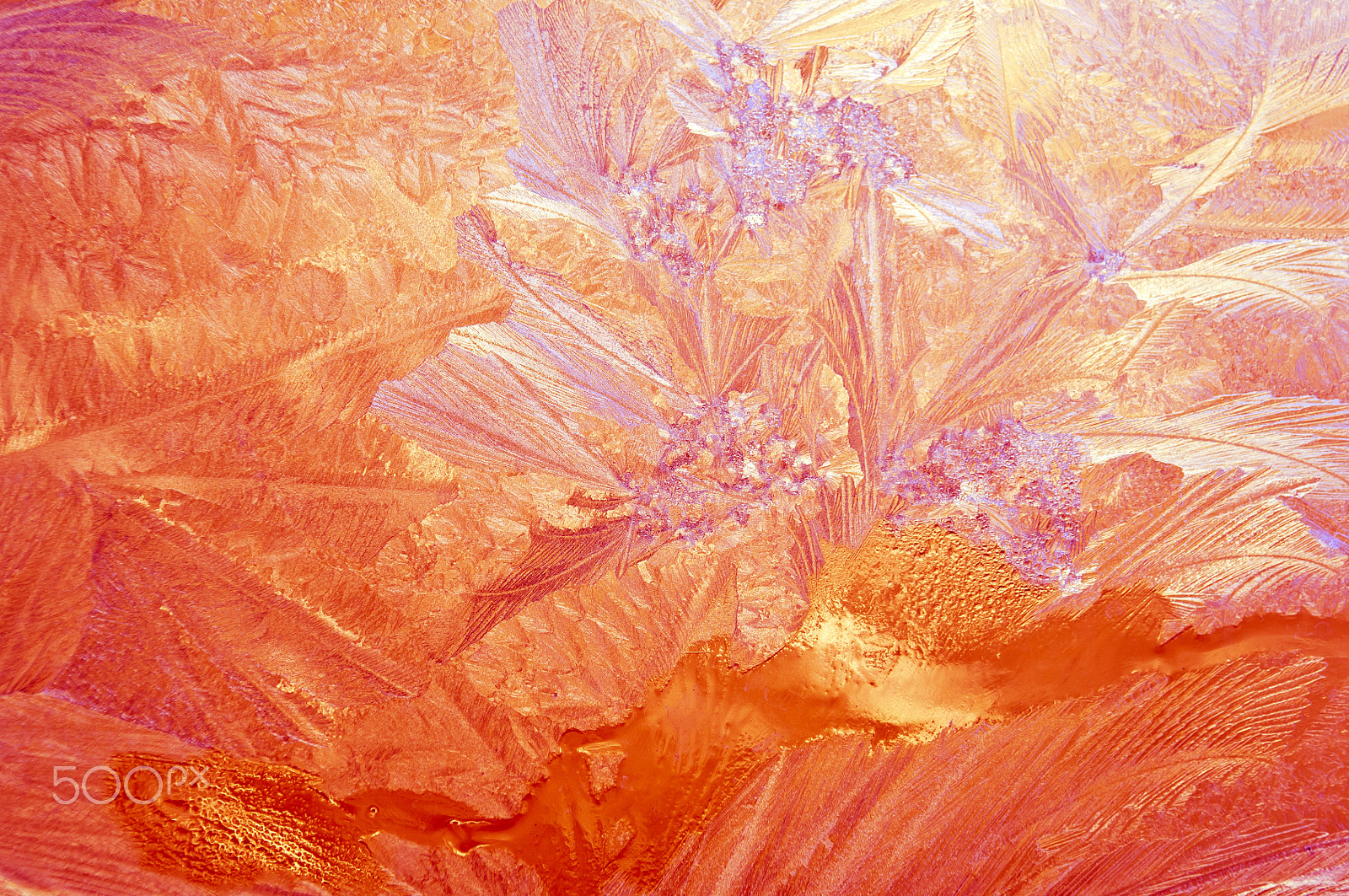 Nikon D2X sample photo. Ice flowers on frosty window glass photography