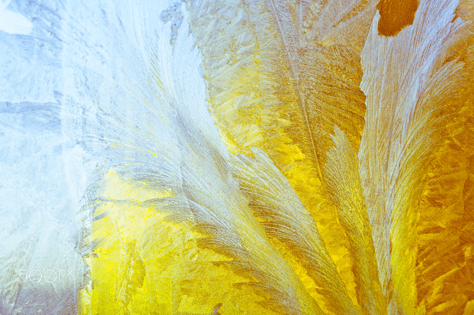 Nikon D2X sample photo. Ice flowers on frosty window glass photography