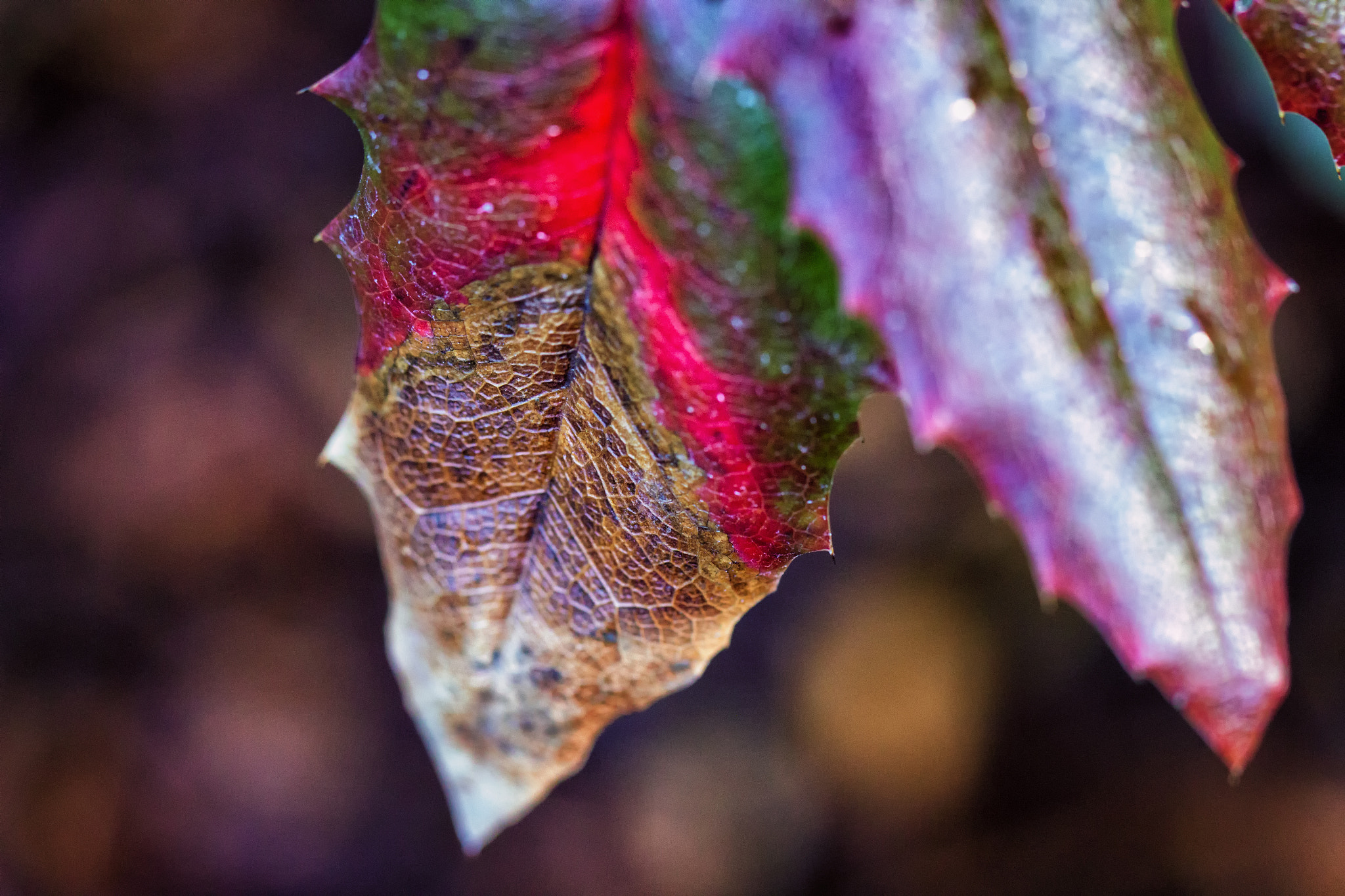 Canon EF 100mm F2.8L Macro IS USM sample photo. Touch of red photography
