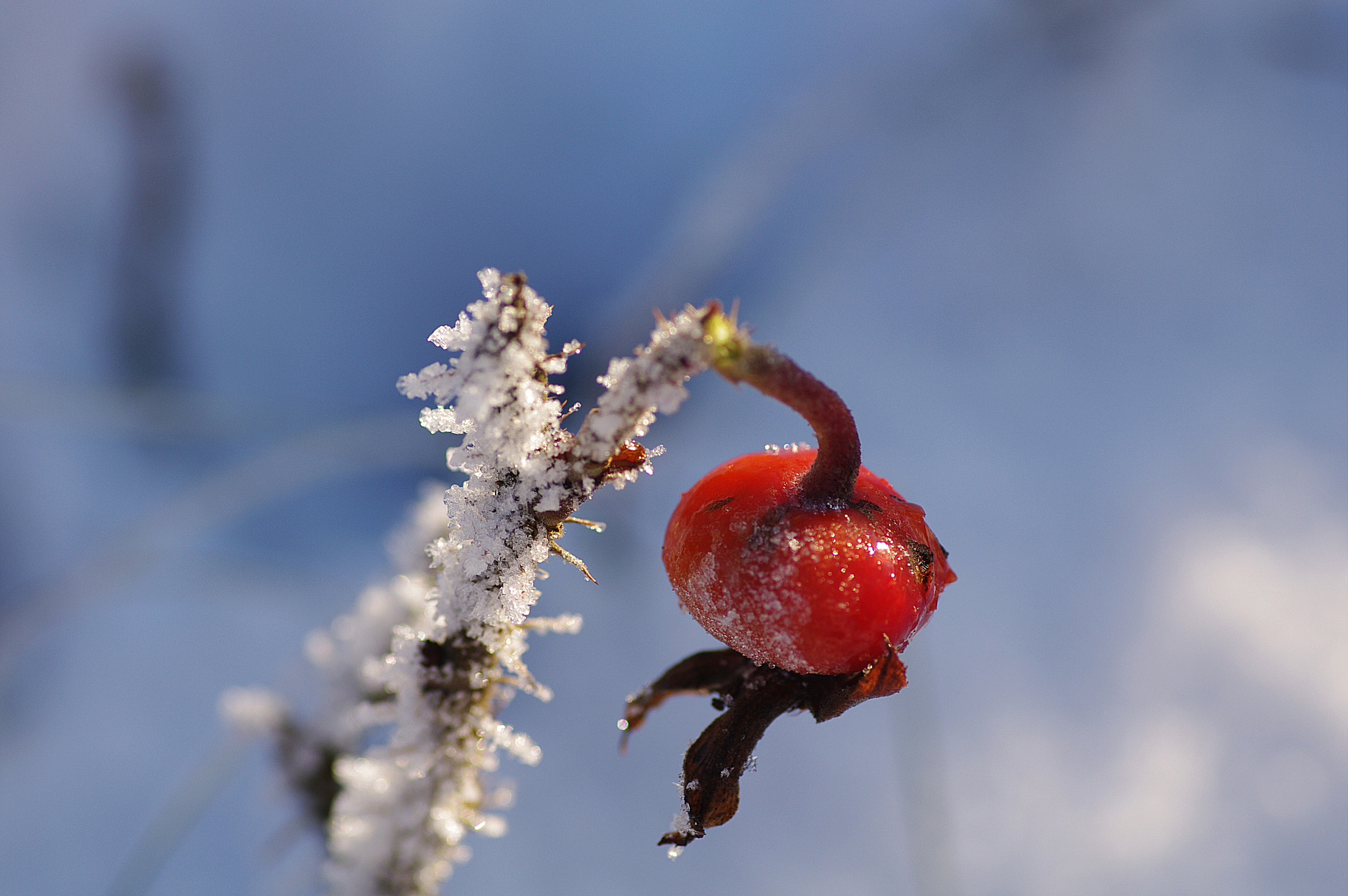 Pentax smc D-FA 100mm F2.8 macro sample photo. New photography