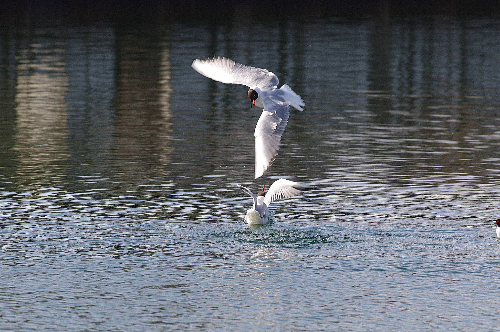 Pentax smc DA* 300mm F4.0 ED (IF) SDM sample photo. Koreg photography