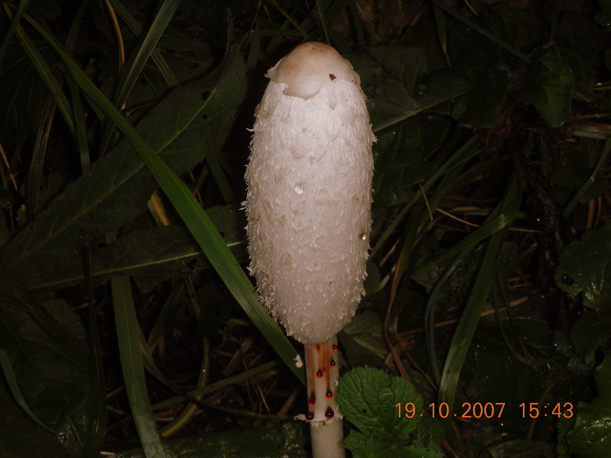 Nikon COOLPIX S6 sample photo. Phallus impudicus photography