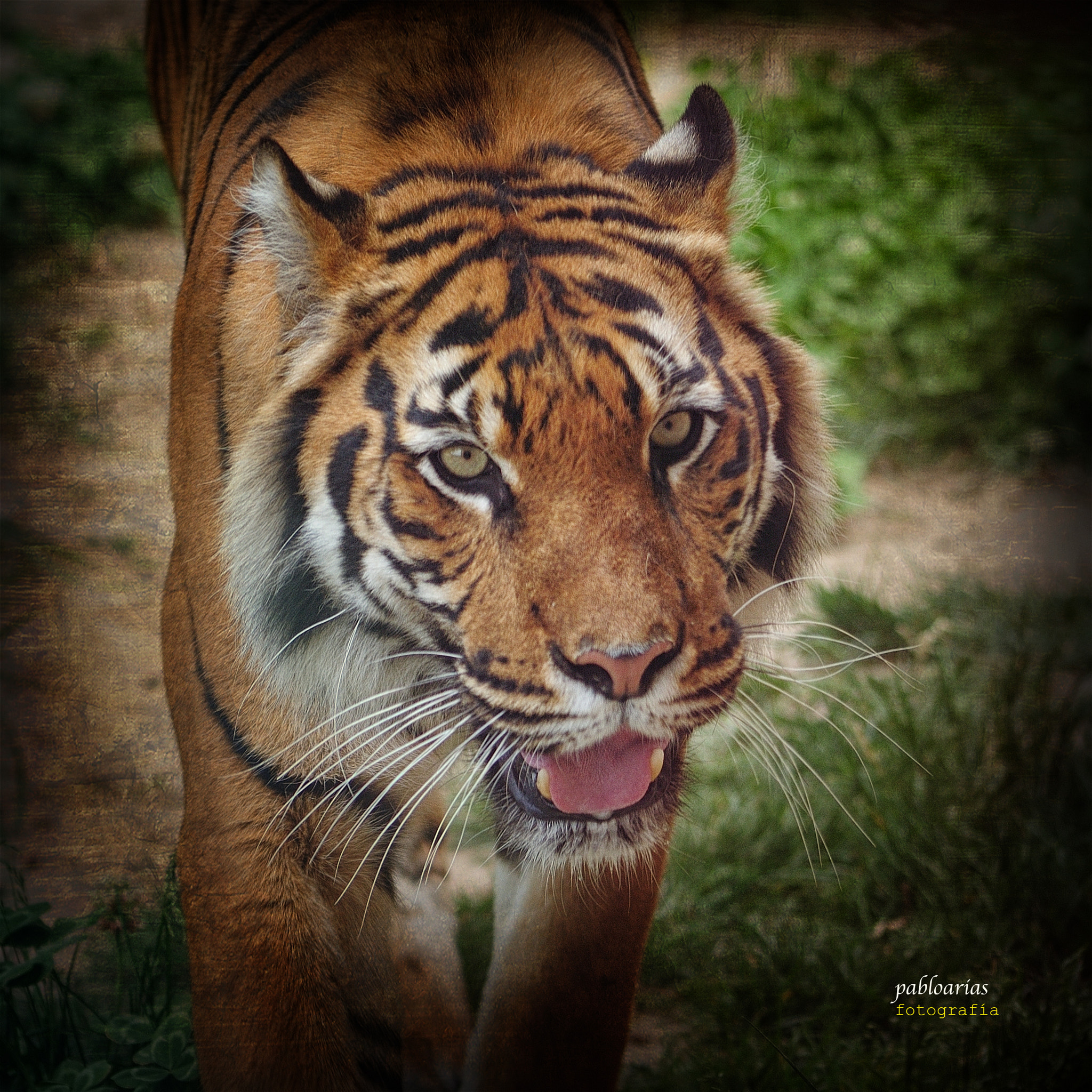 Nikon D300 + Tamron SP 70-300mm F4-5.6 Di VC USD sample photo. Panthera tigris tigris photography