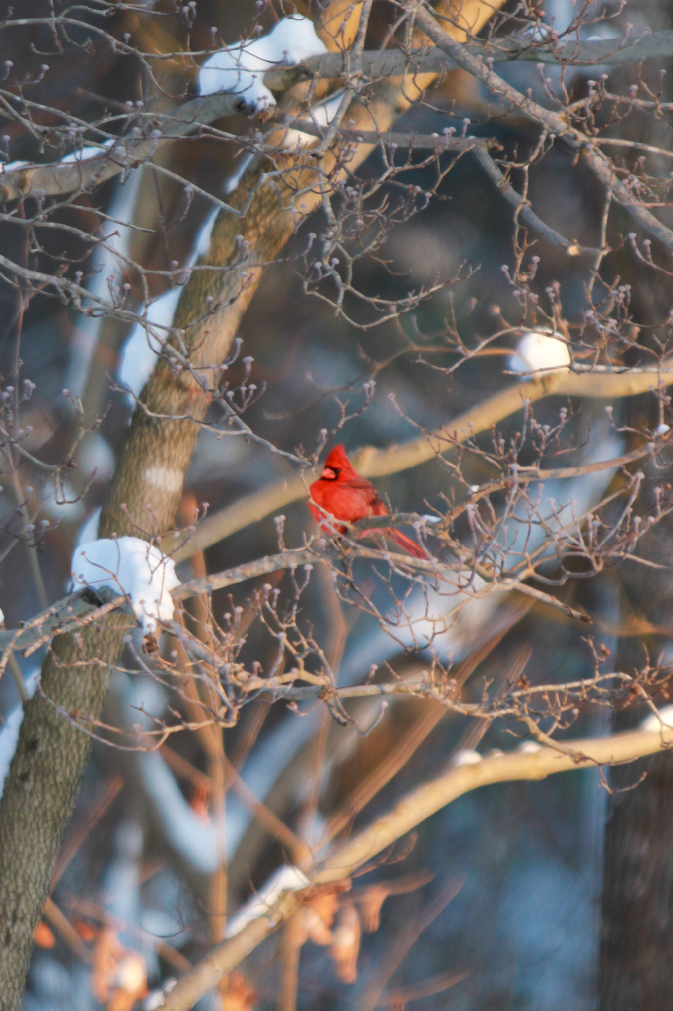 Canon EF 70-200mm F2.8L IS USM sample photo. Winter branch photography