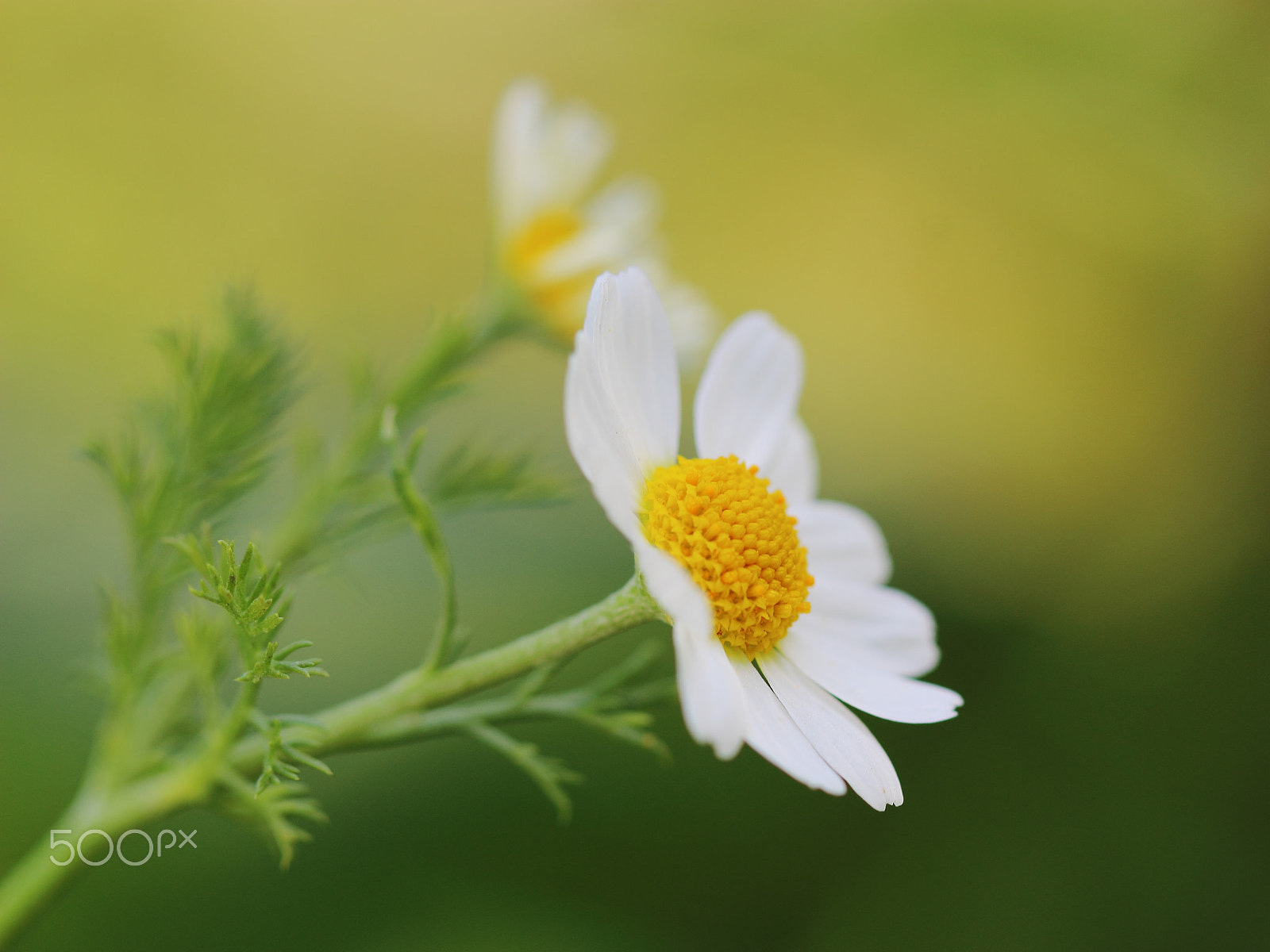 Canon EOS 600D (Rebel EOS T3i / EOS Kiss X5) + Canon EF 100mm F2.8 Macro USM sample photo. Camomile on the summer meadow photography