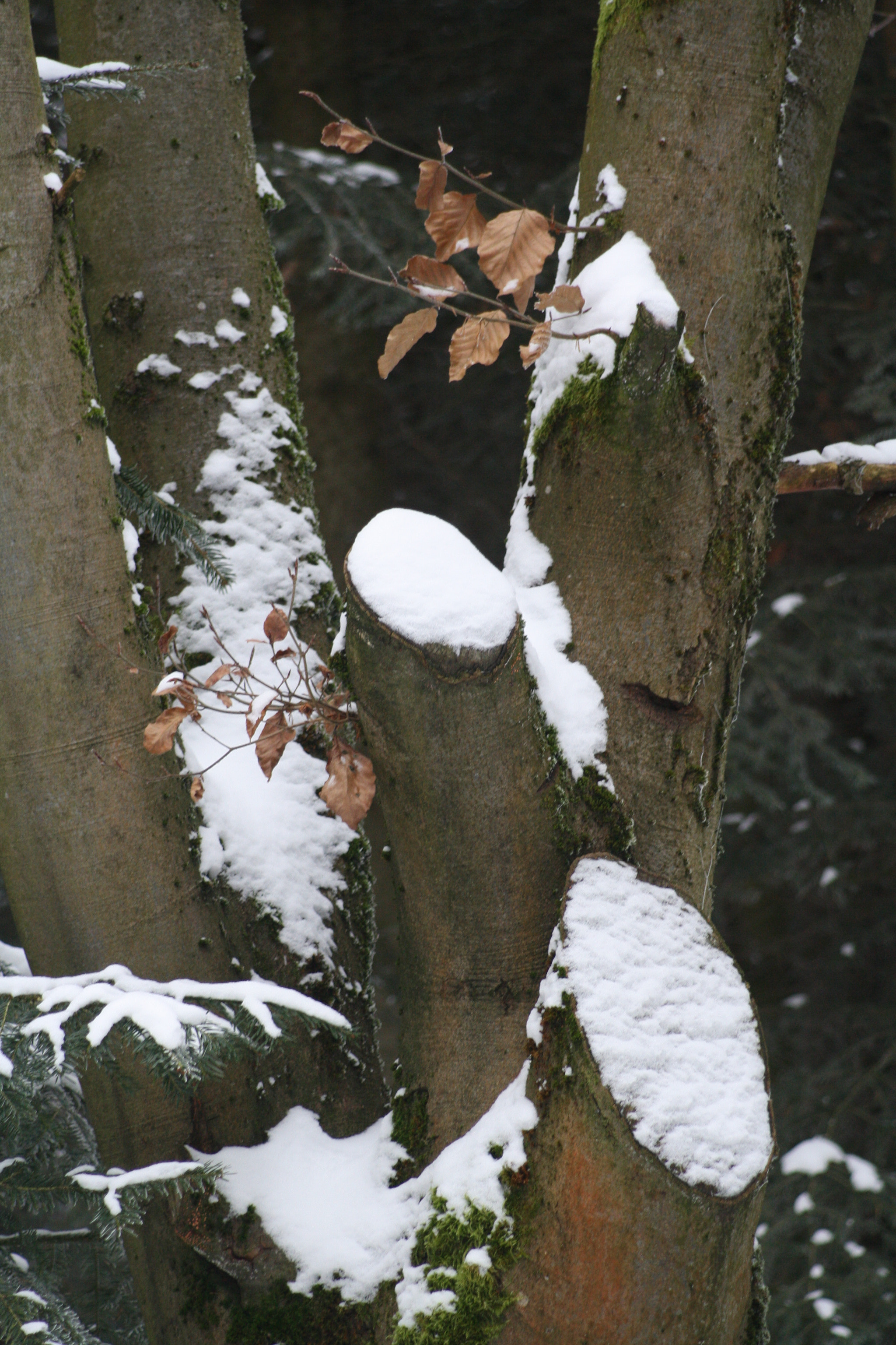 Canon EOS 1000D (EOS Digital Rebel XS / EOS Kiss F) + Canon EF 80-200mm F4.5-5.6 II sample photo. Schneebaum photography