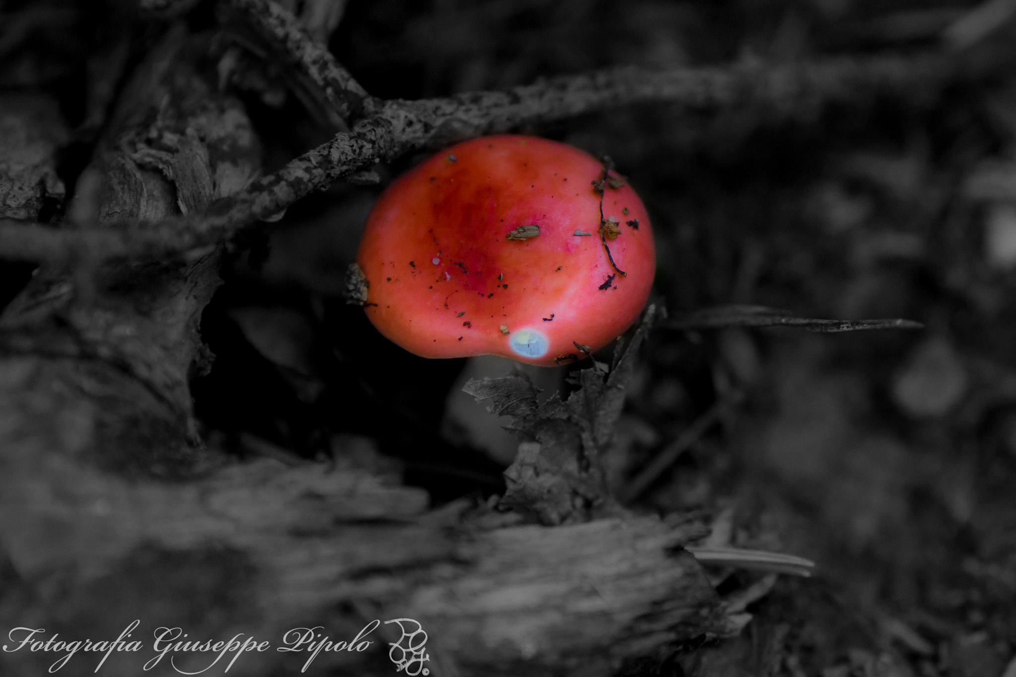Sony SLT-A77 + Tamron SP AF 90mm F2.8 Di Macro sample photo. Red mushroom photography