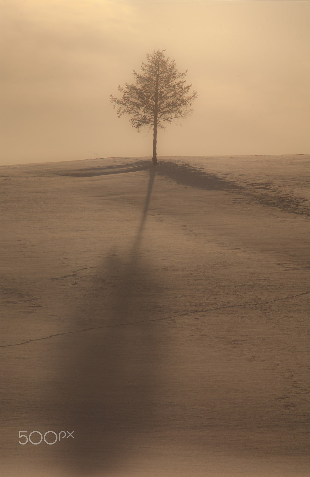 Nikon D1X sample photo. One tree at dusk photography