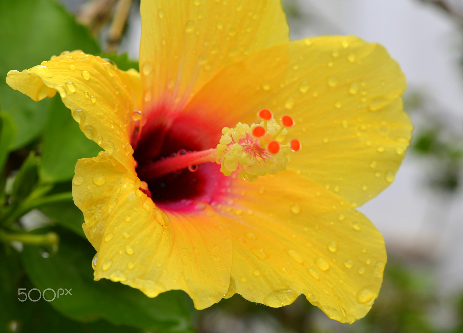 Tamron SP 24-70mm F2.8 Di VC USD sample photo. Flor amarilla photography