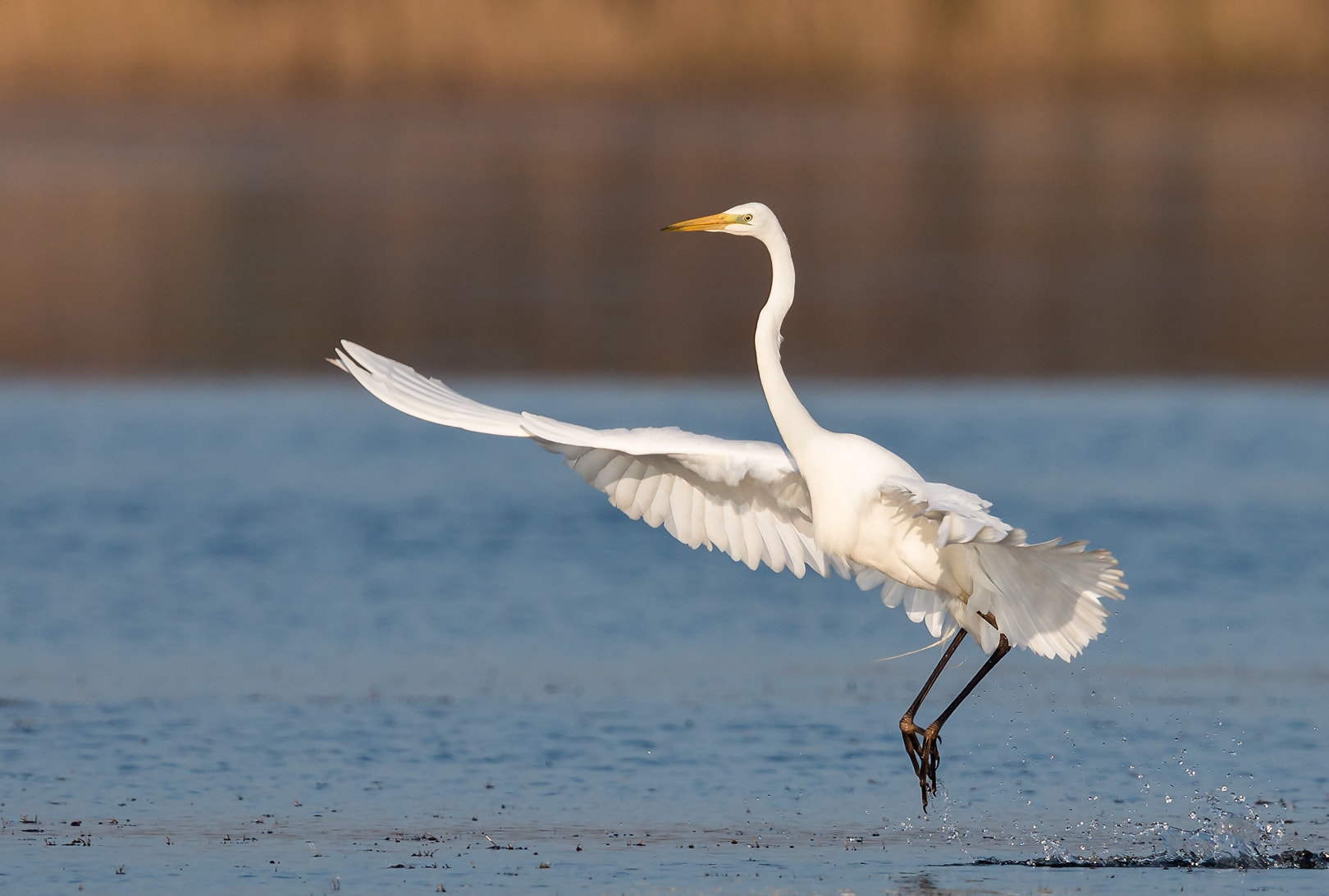 Canon EF 600mm F4L IS II USM sample photo. Atterrissage photography
