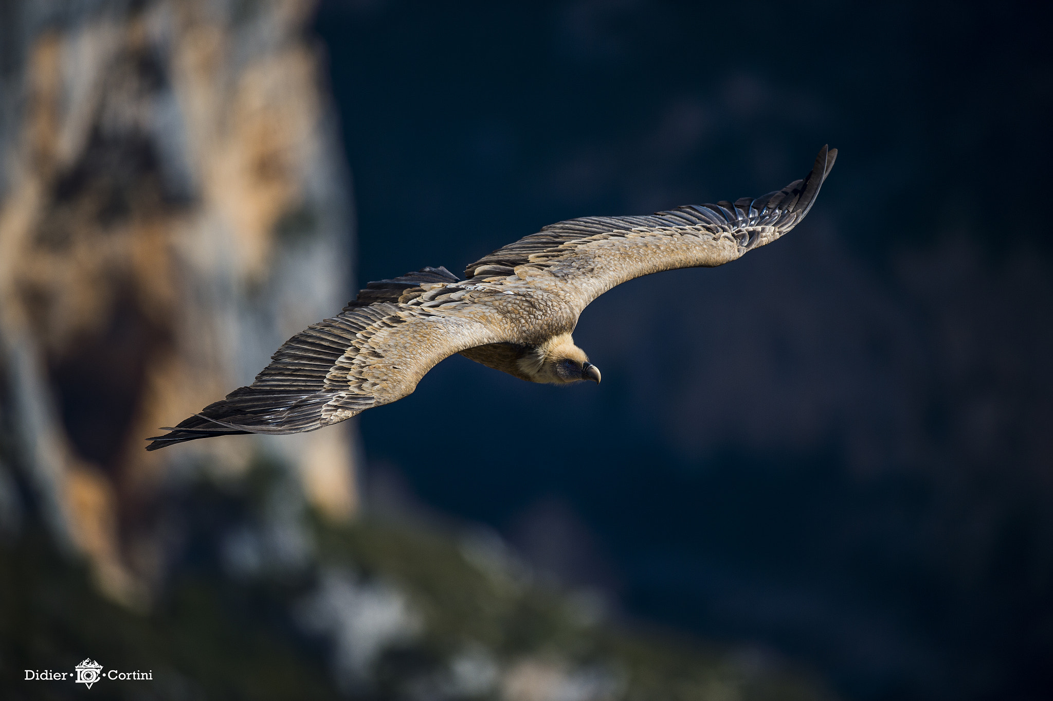 Nikon D4S + Nikon AF-S Nikkor 500mm F4G ED VR sample photo. Vautour photography