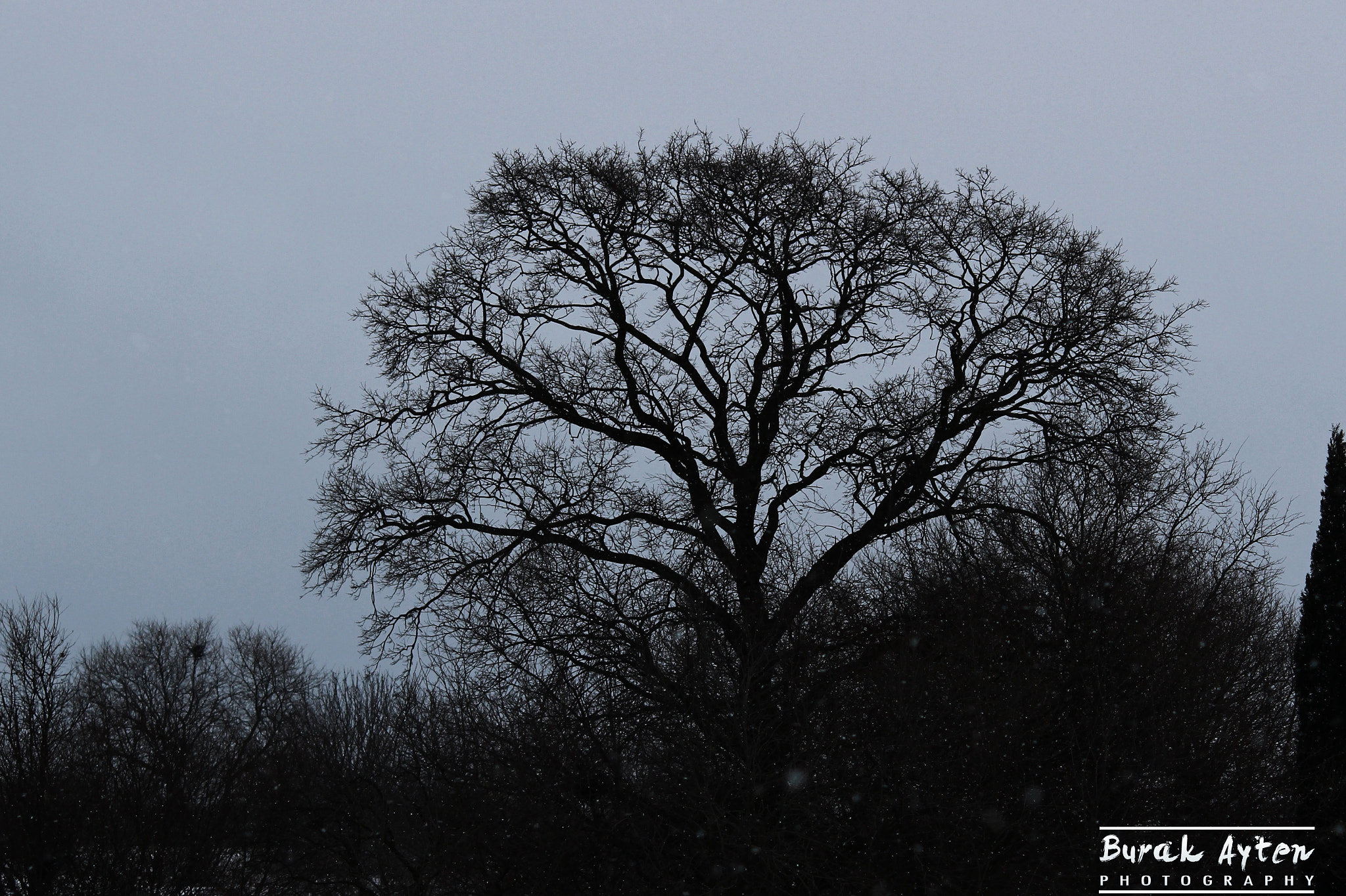 Canon EF-S 55-250mm F4-5.6 IS II sample photo. Winter.. photography