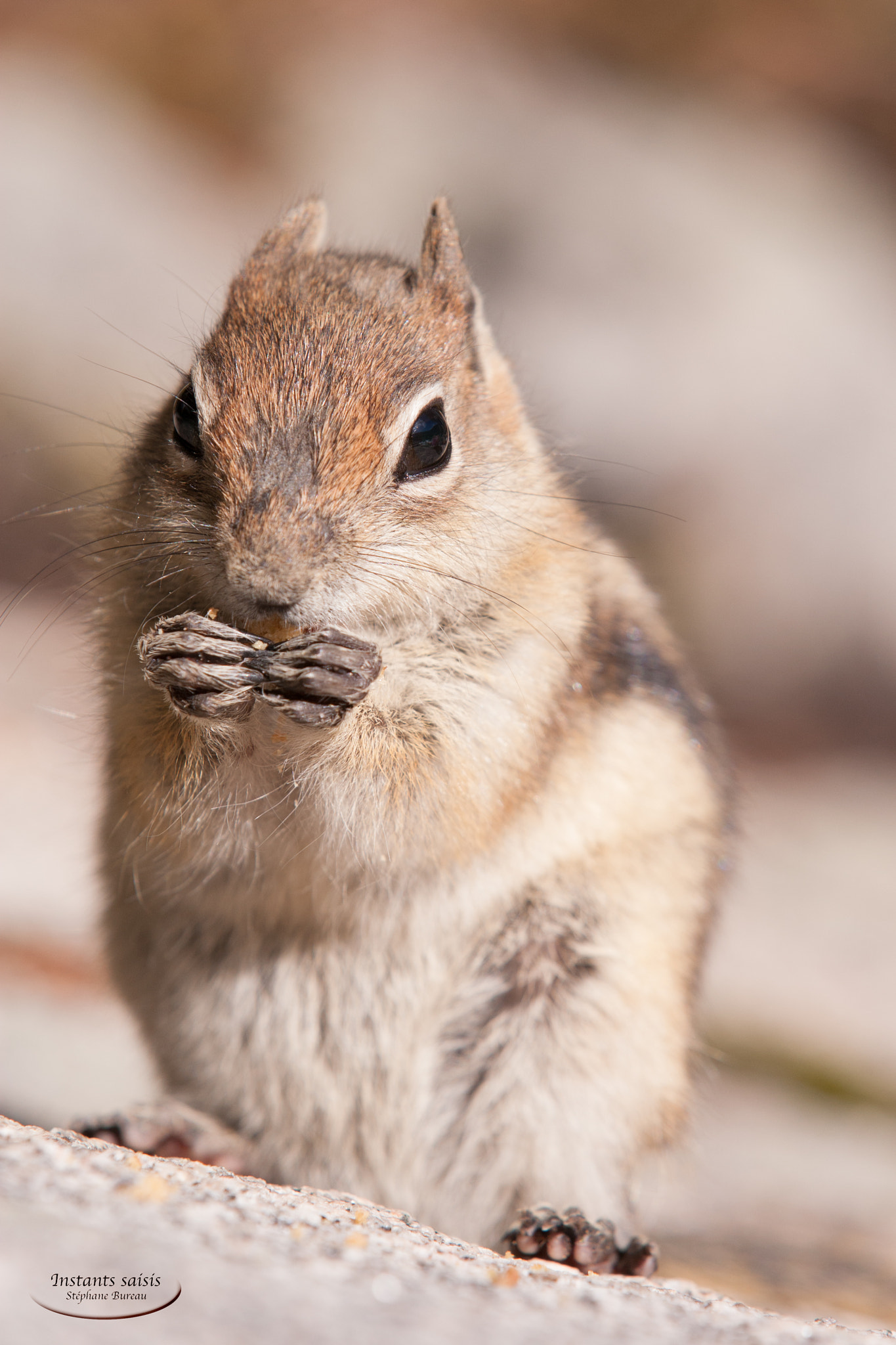 Canon EOS-1D Mark III sample photo. Squirrel snack photography
