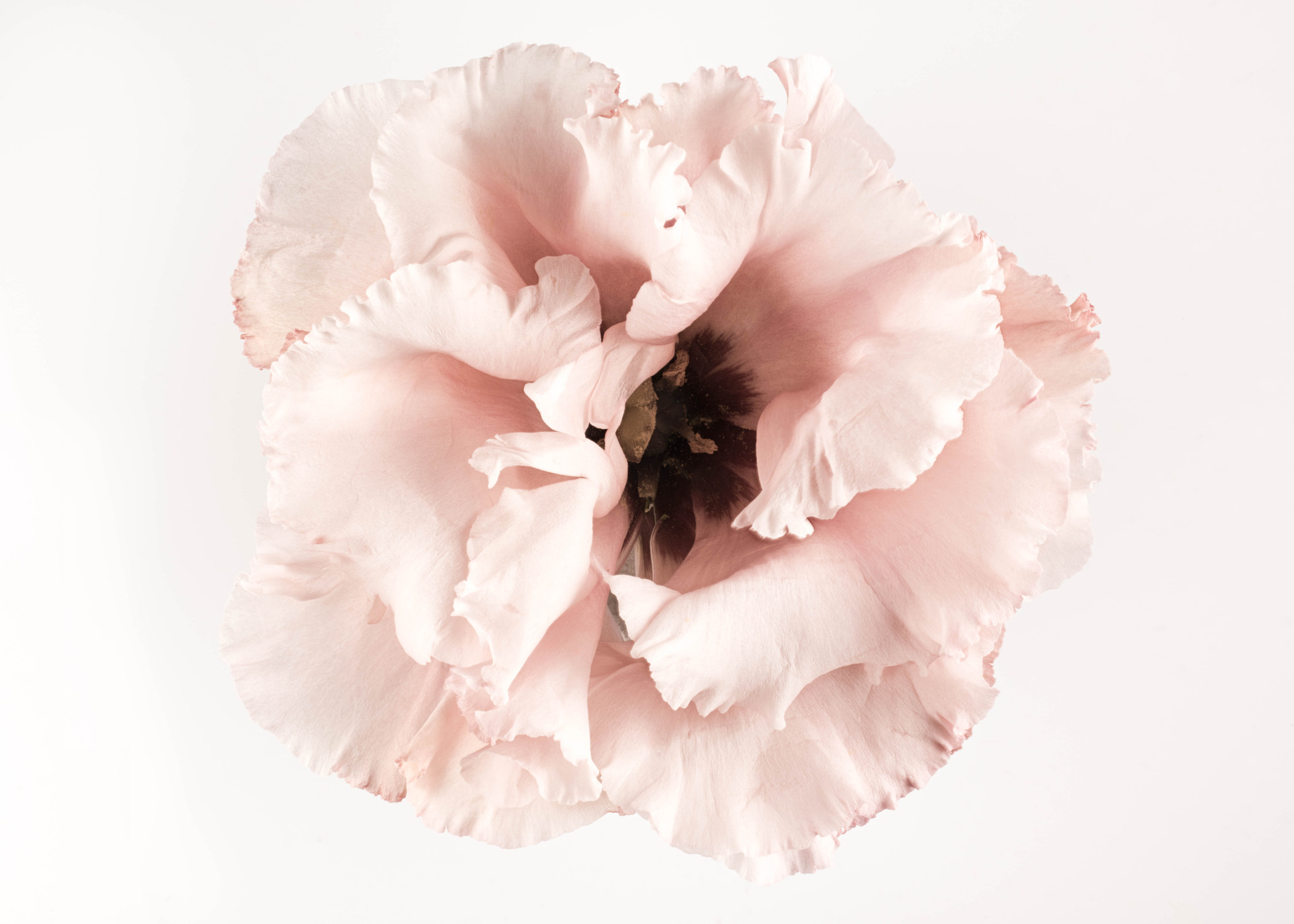 Nikon D810 sample photo. Everything photography