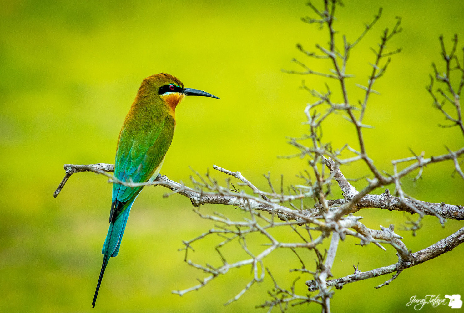 Nikon AF-S Nikkor 70-200mm F4G ED VR sample photo. Sri lankan moments photography