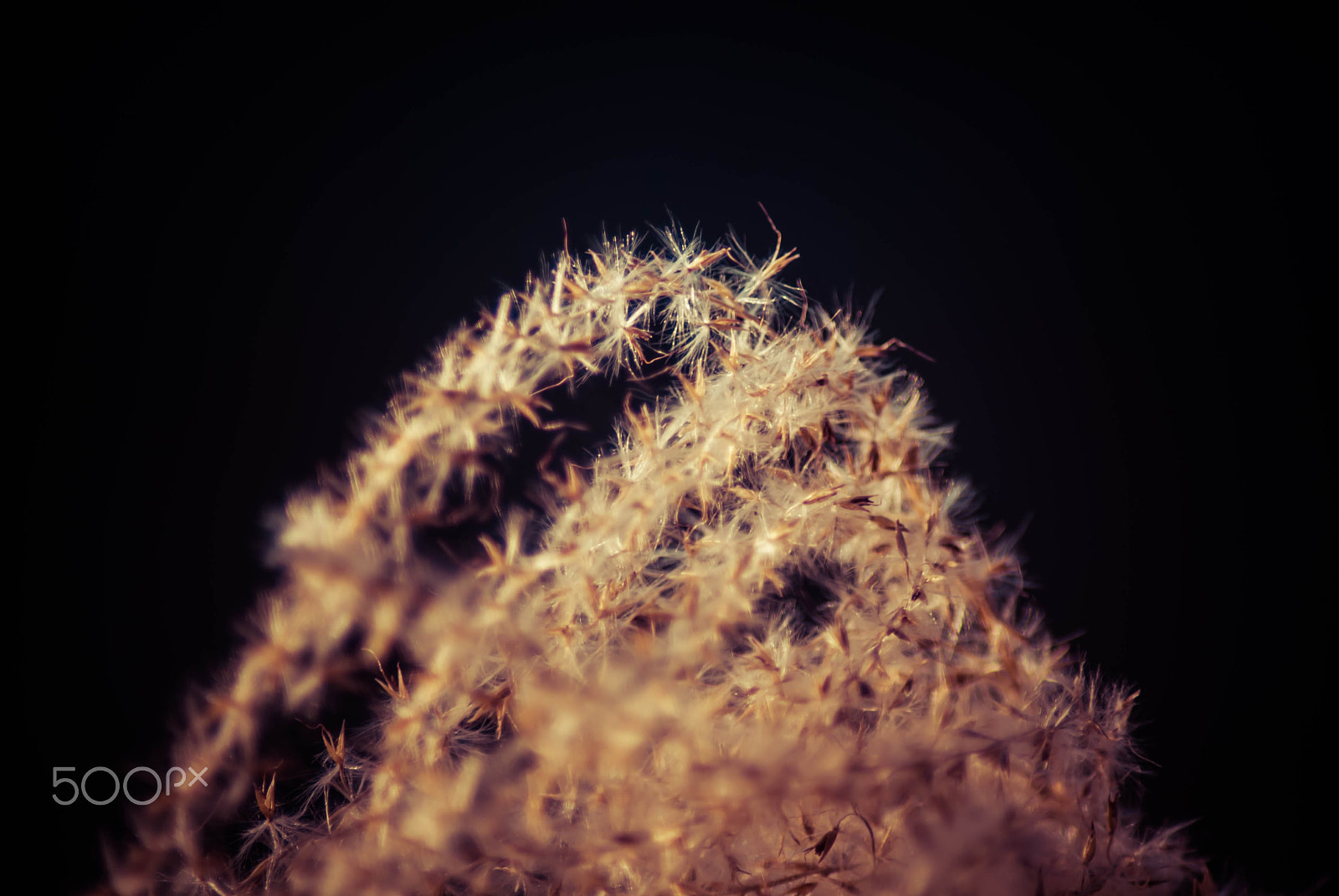 Tamron AF 70-300mm F4-5.6 LD Macro 1:2 sample photo. Sunlight photography