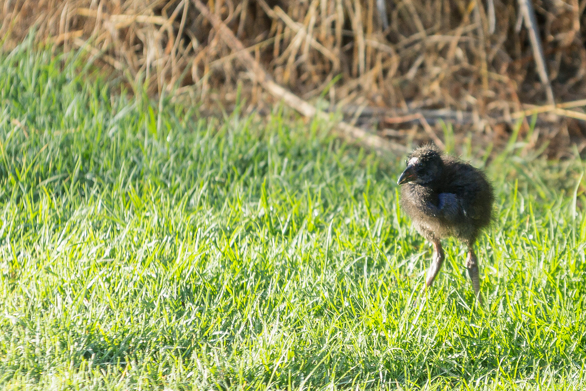 Sigma 70-200mm F2.8 EX DG OS HSM sample photo. Baby pukeko photography