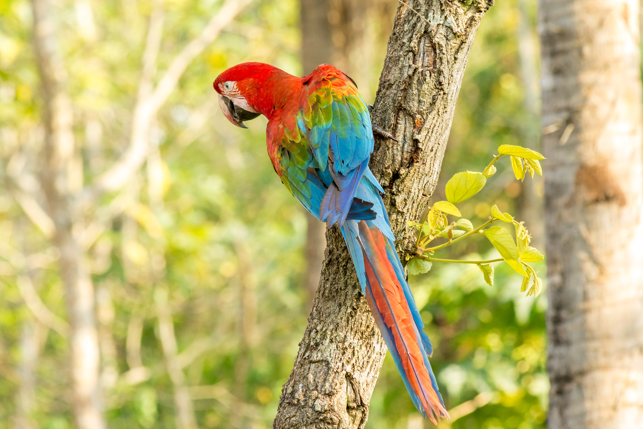 Canon EF 70-300mm F4-5.6 IS USM sample photo. Arara vermelha photography