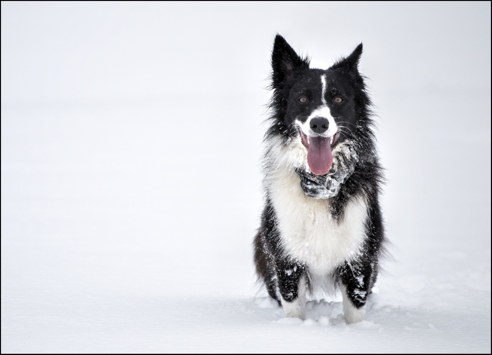 Nikon D810 sample photo. Auf den hund gekommen photography