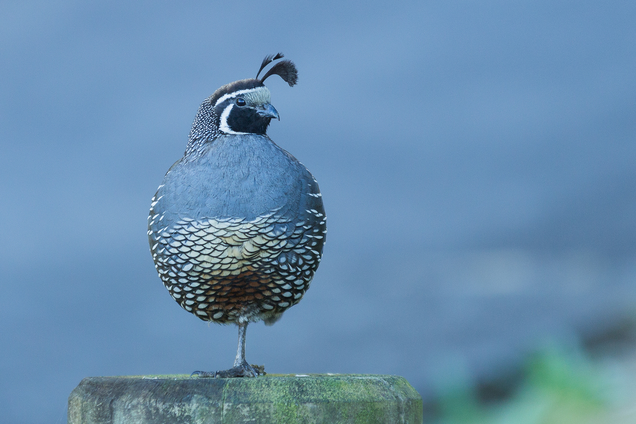 Sigma 70-200mm F2.8 EX DG OS HSM sample photo. Californian quail photography