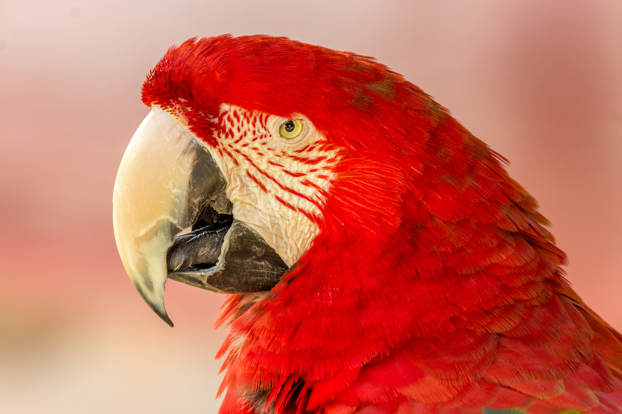 Canon EF 70-300mm F4-5.6 IS USM sample photo. Arara vermelha - close photography