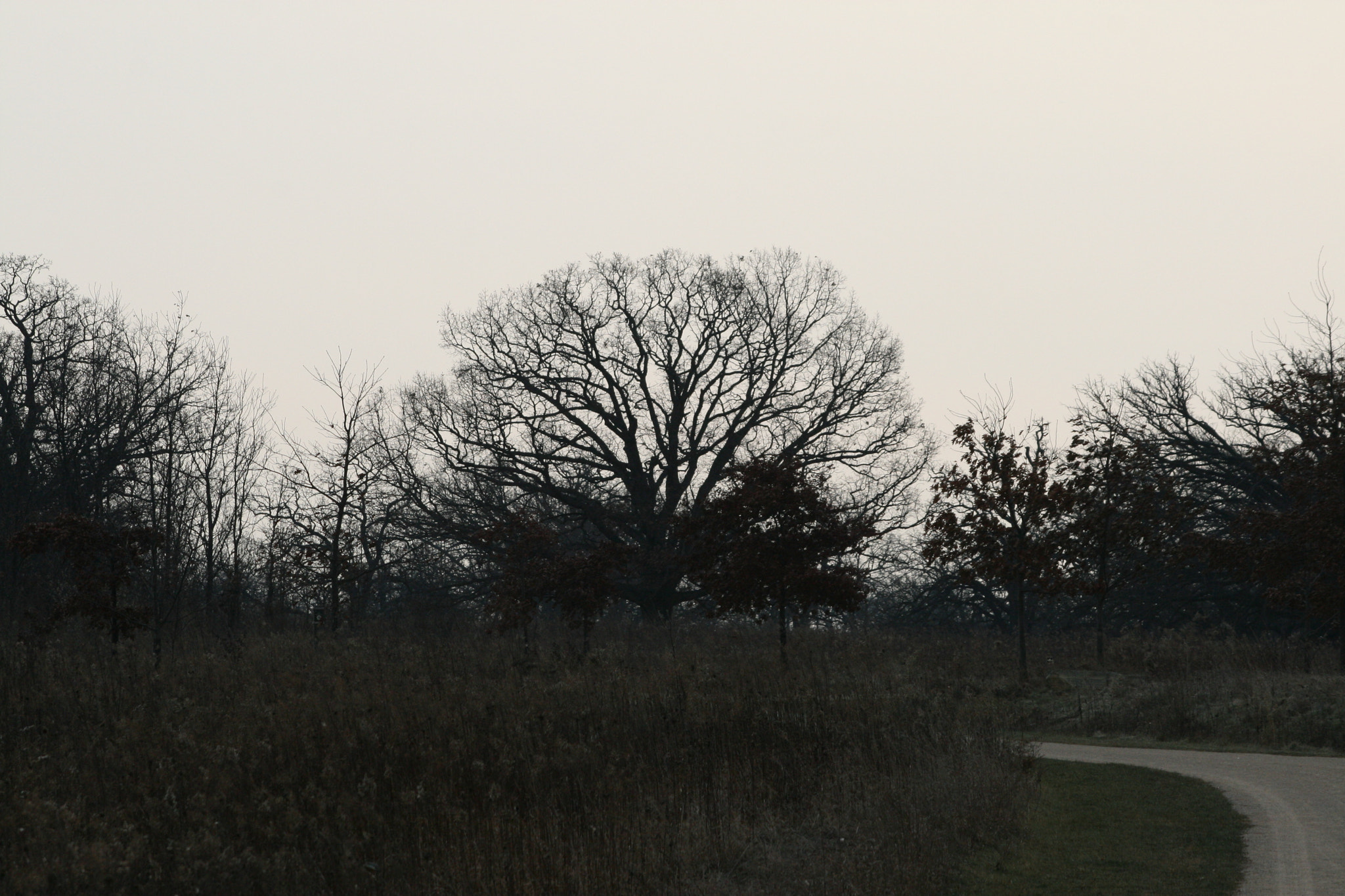 Canon EF-S 55-250mm F4-5.6 IS sample photo. The forest photography