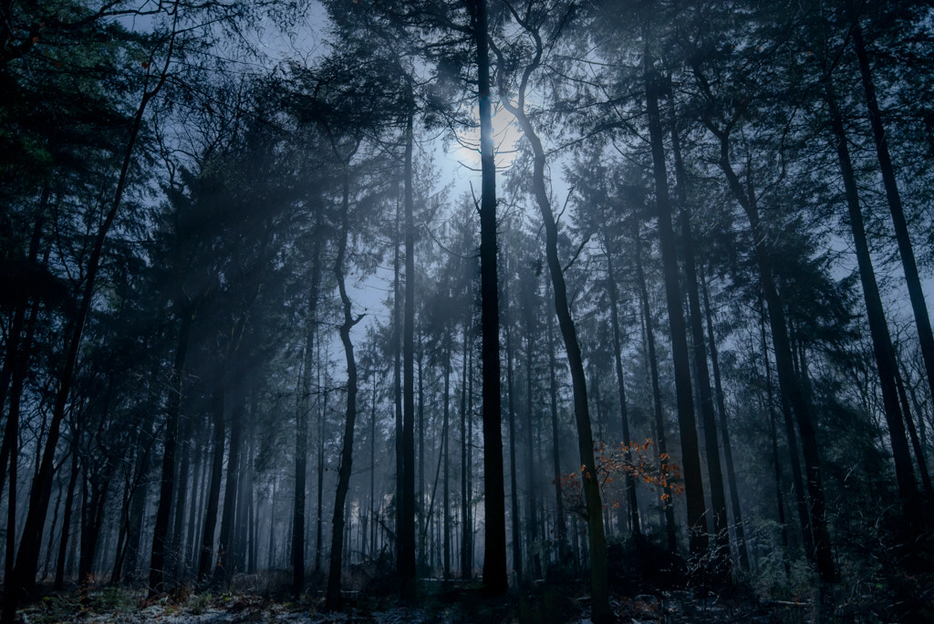 Tokina AT-X 16-28mm F2.8 Pro FX sample photo. Dark forest photography