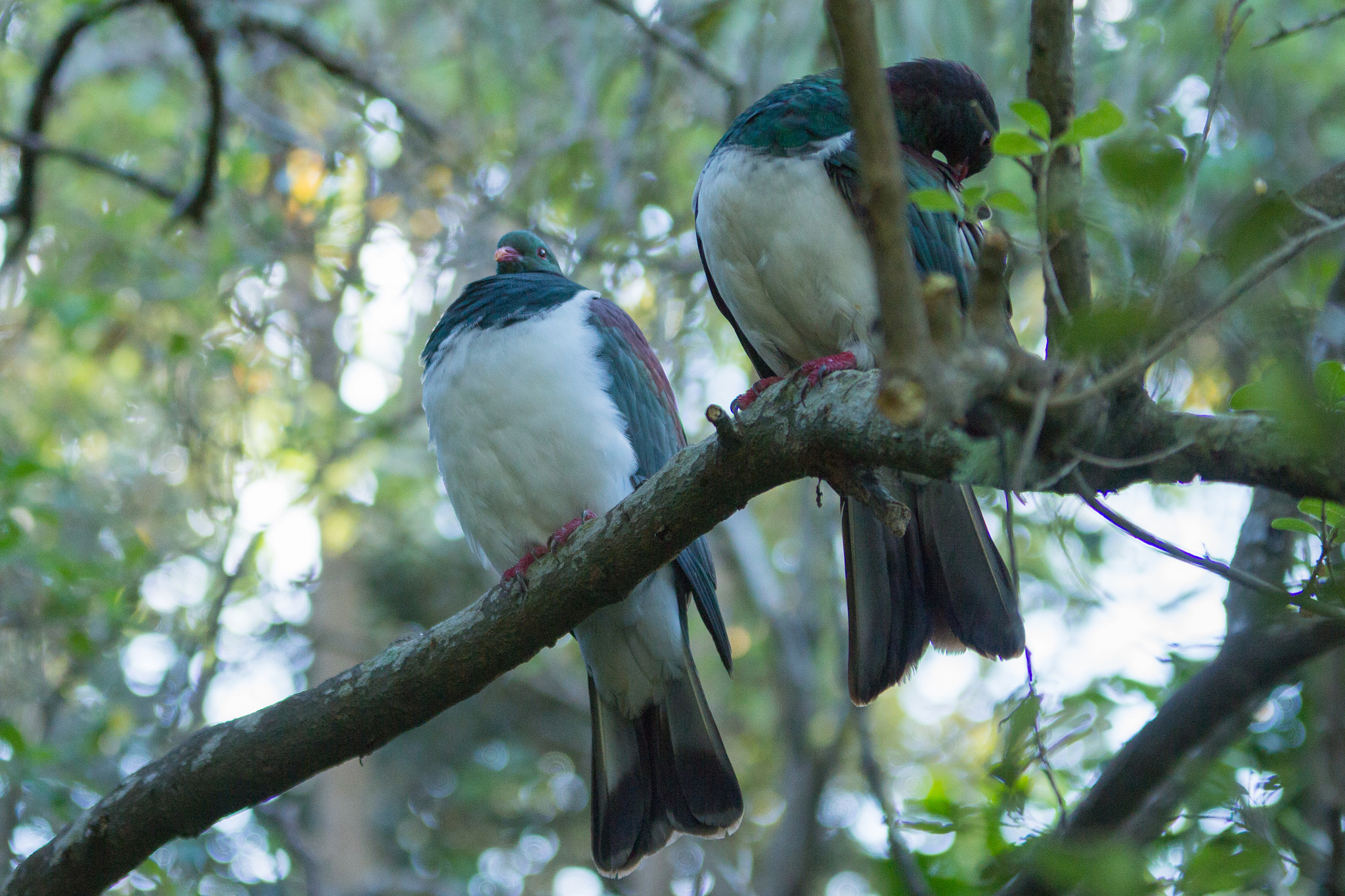 Sigma 70-200mm F2.8 EX DG OS HSM sample photo. Pair of wood pigeons photography