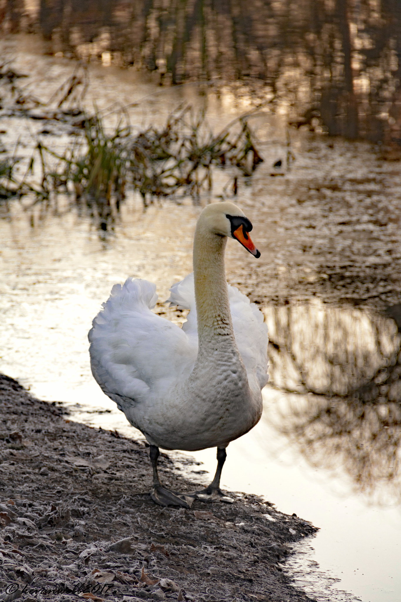 Canon EOS 760D (EOS Rebel T6s / EOS 8000D) sample photo. Swan on a frosty river bank photography