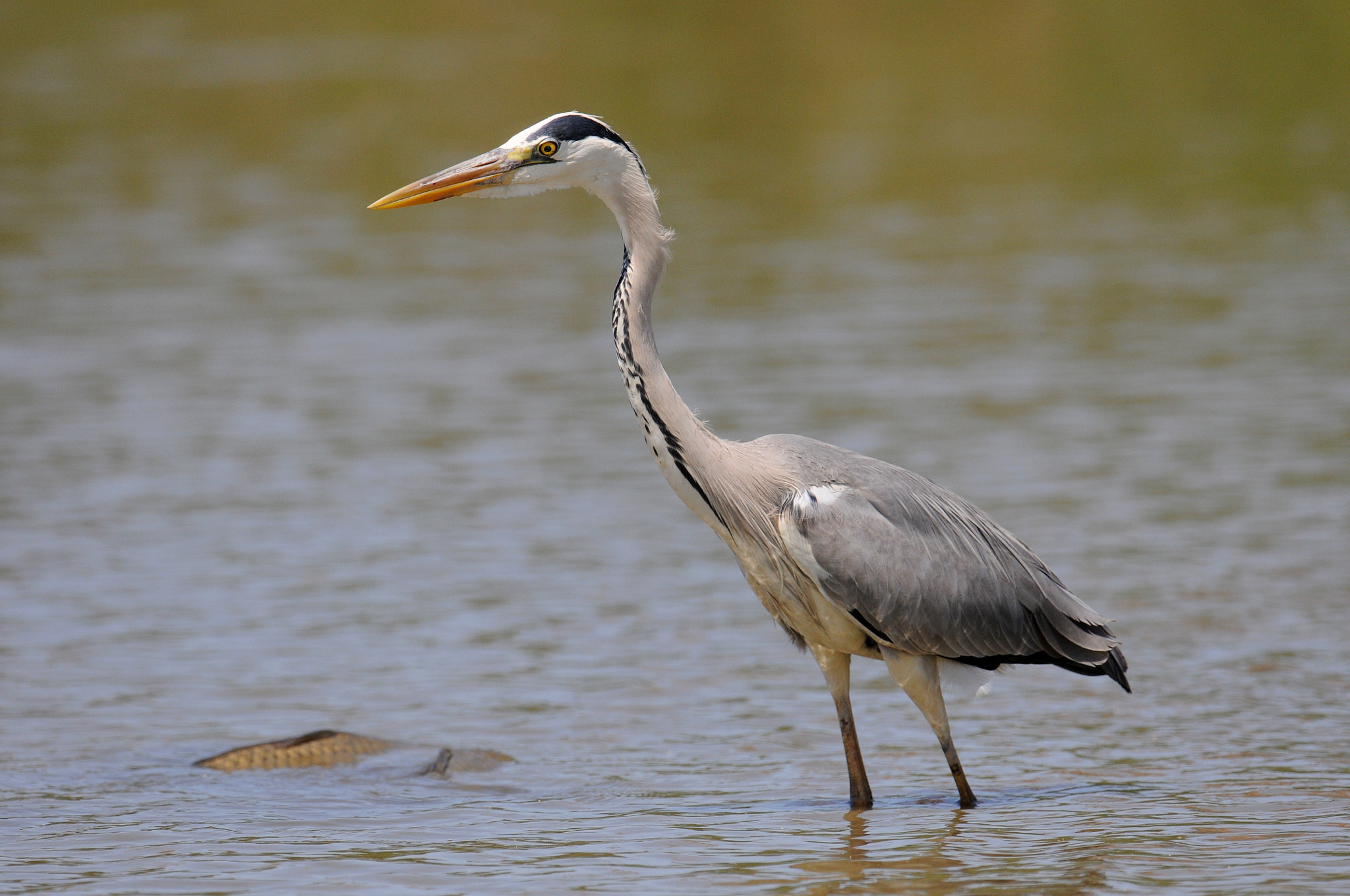 Nikon D300S + Nikon AF-S Nikkor 600mm F4G ED VR sample photo. Grey heron photography